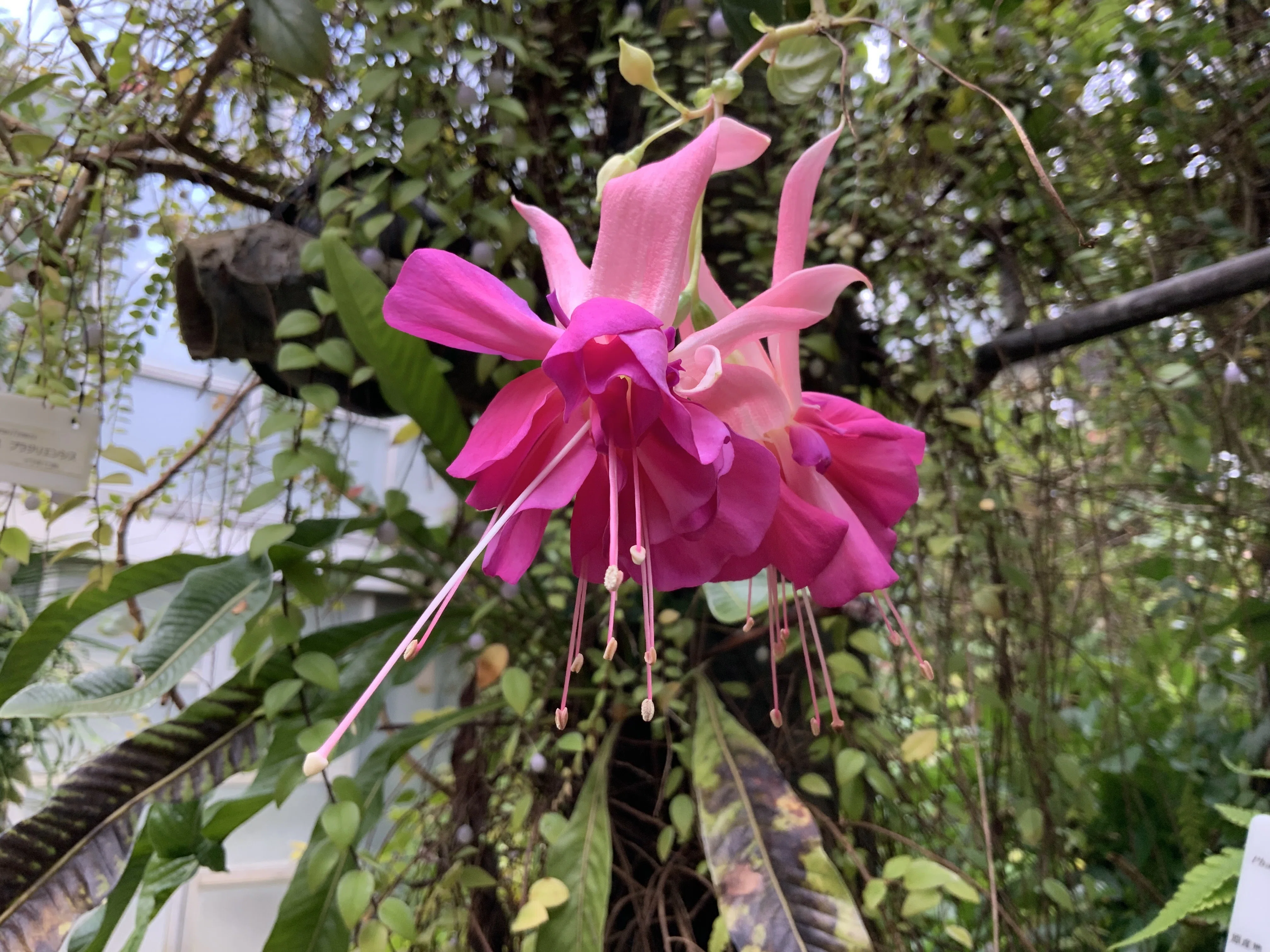フクシア・ベラロゼア（京都府立植物園）：2025年8月21日（木）｜藤井