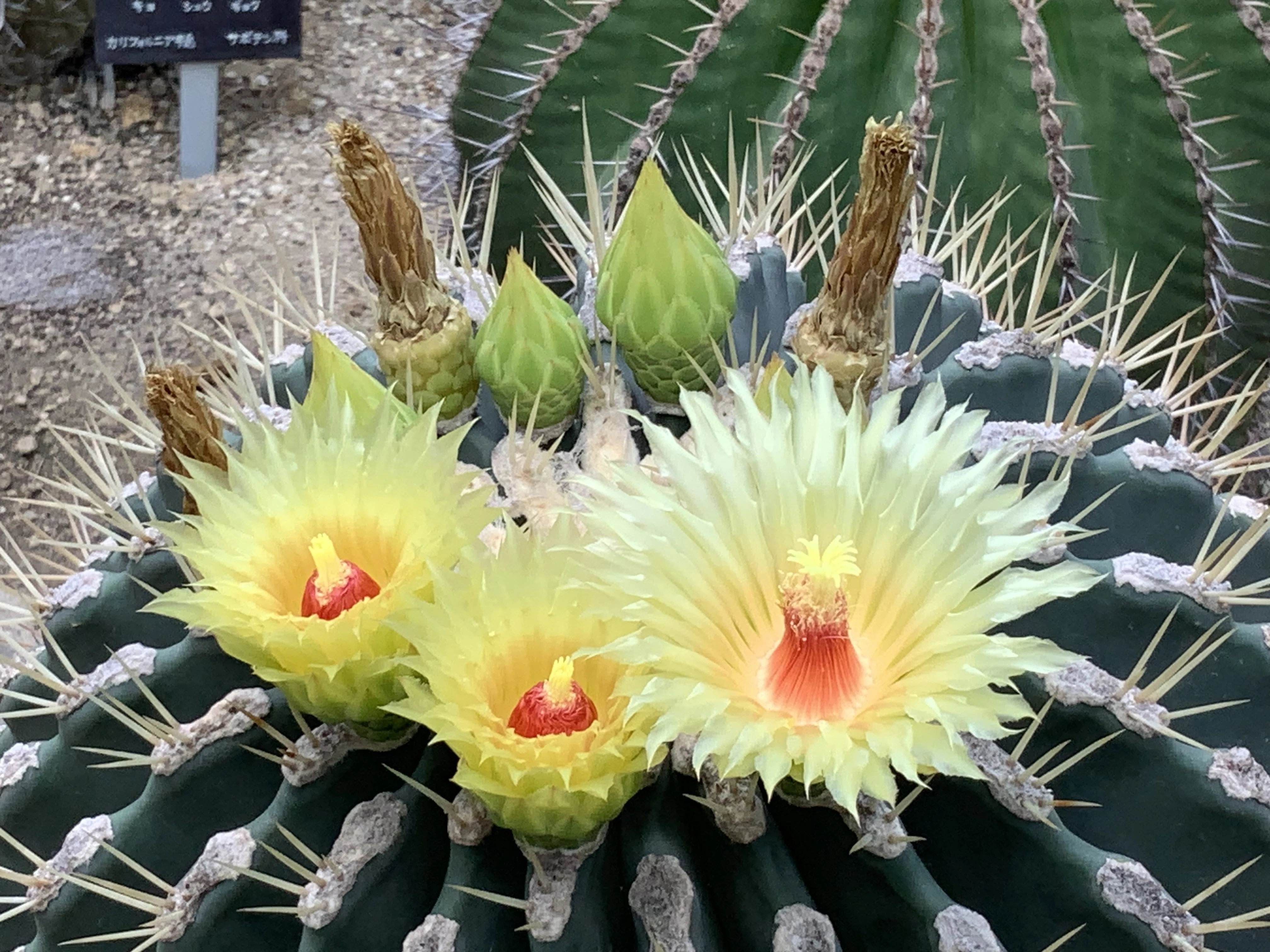 昼夜逆転室のサボテンの花（京都府立植物園）：2025年8月6日（水