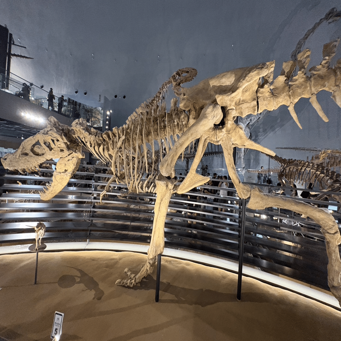 福井県立恐竜博物館常設展＆特別展(獣脚類2025)に行ってきました！｜スピノ