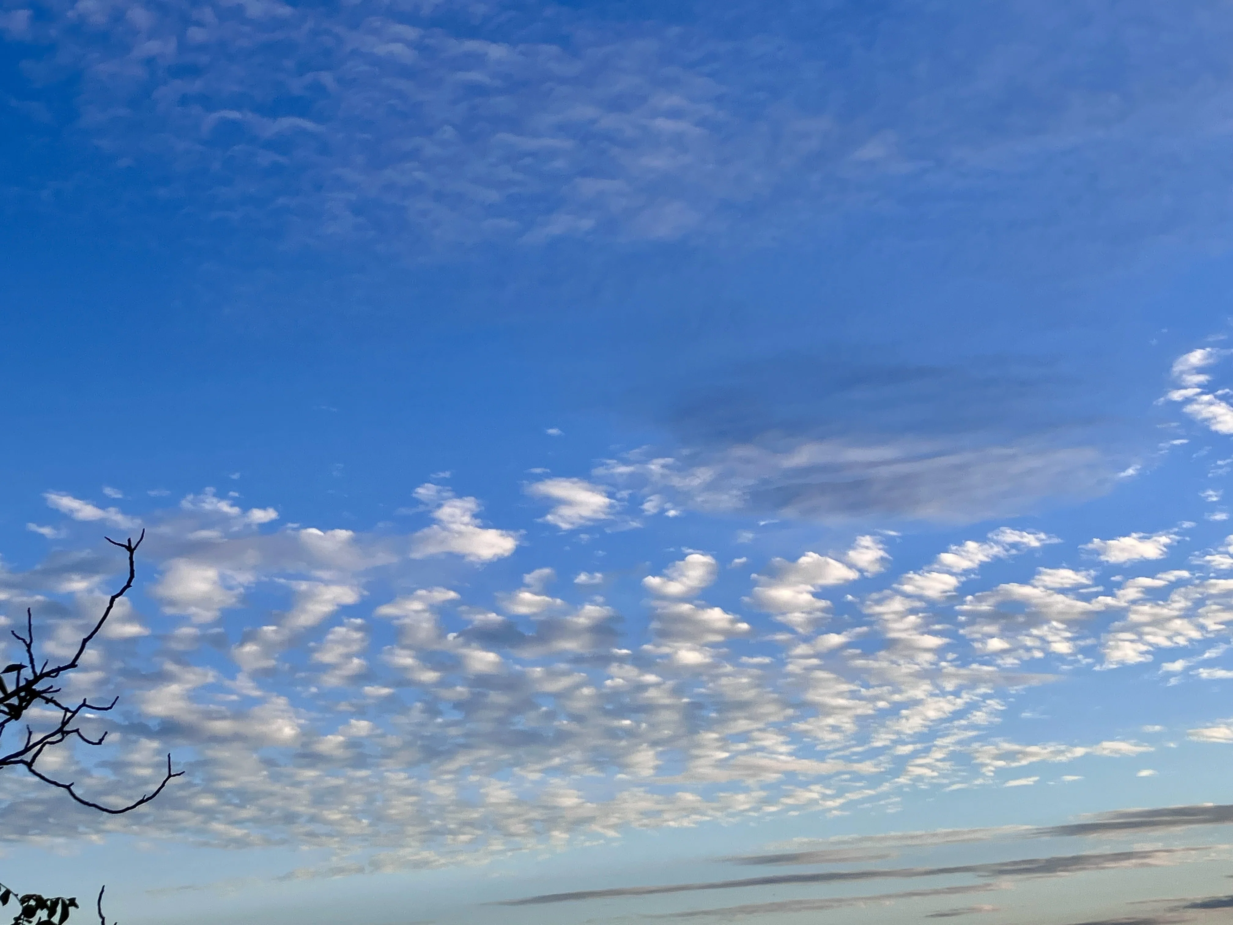 Schäfchenwolken(ひつじ雲)｜Yoko /DE (ドイツ暮らし)