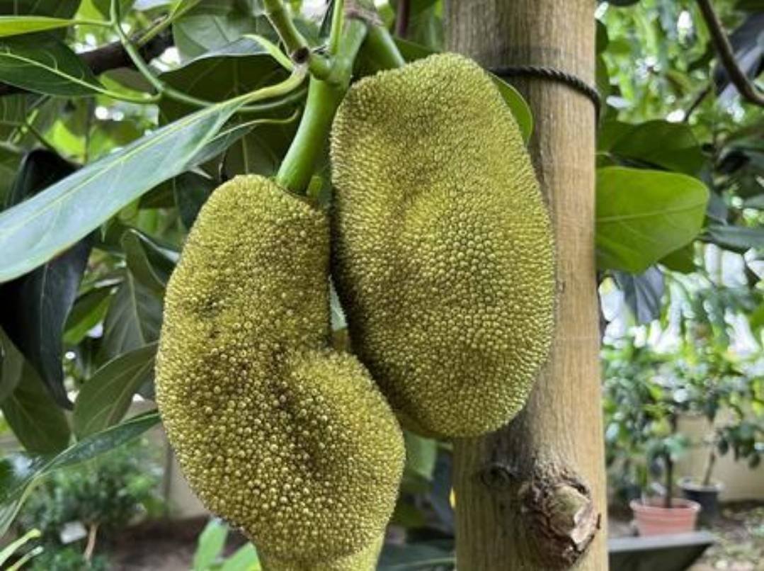 沖縄のジャックフルーツ、その魅力と特徴をご紹介！｜ふるさとのかほり