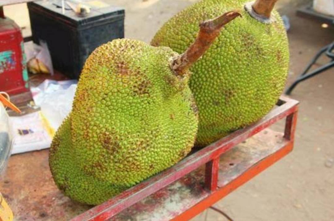 沖縄のジャックフルーツ、その魅力と特徴をご紹介！｜ふるさとのかほり