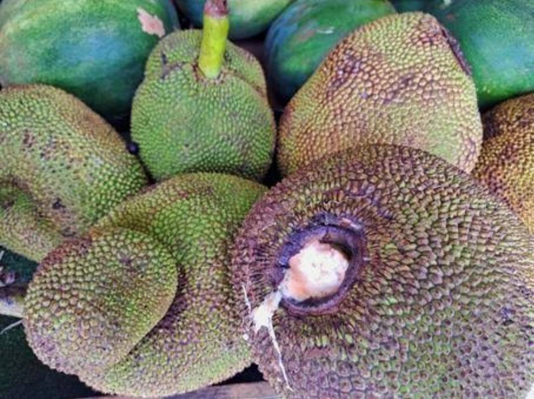 安心な沖縄産パラミツ（ジャックフルーツ）収穫時6.3K（綺麗） パラミツ（ジャックフルーツ）を収穫しました。今季はこれで収穫