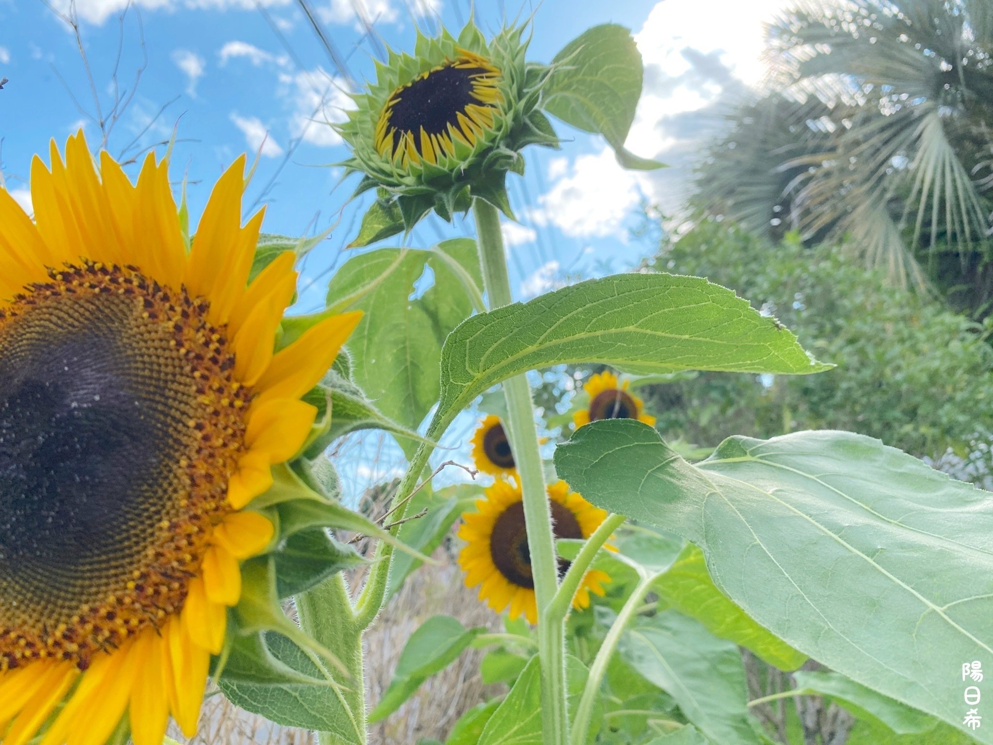 夏と向日葵。真夏の柿の実。庭仕事。歩くこと。七月の日記から地球