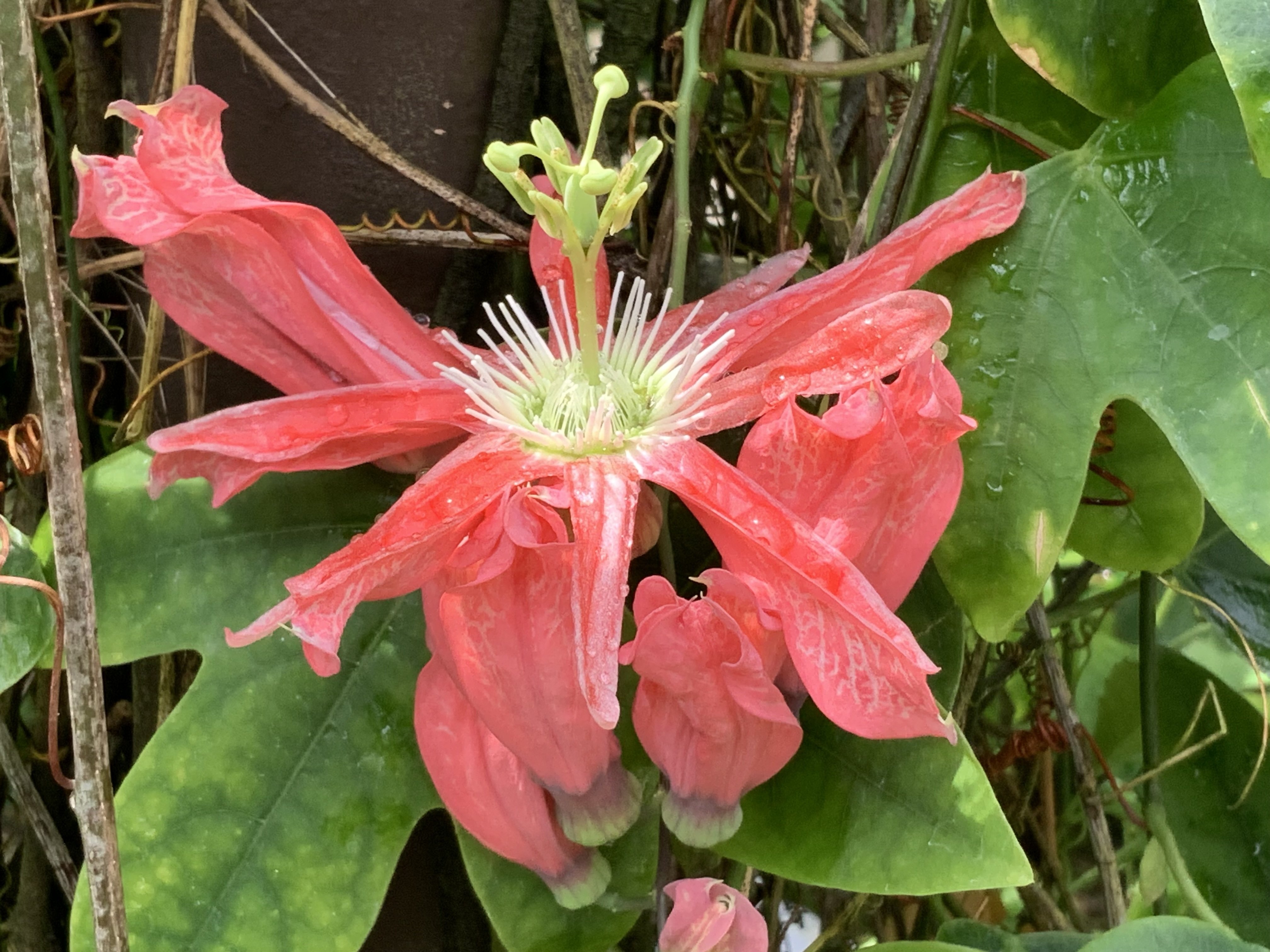 トケイソウ（時を告げる花）（京都府立植物園）：2025年7月31日（木