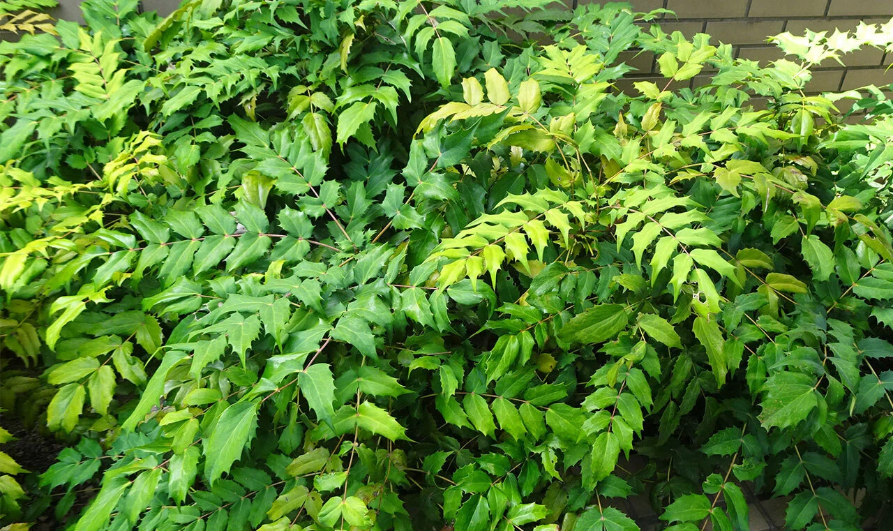 289.私的植物図鑑「ヒイラギナンテン」と「ヒイラギ」｜松縞しま子