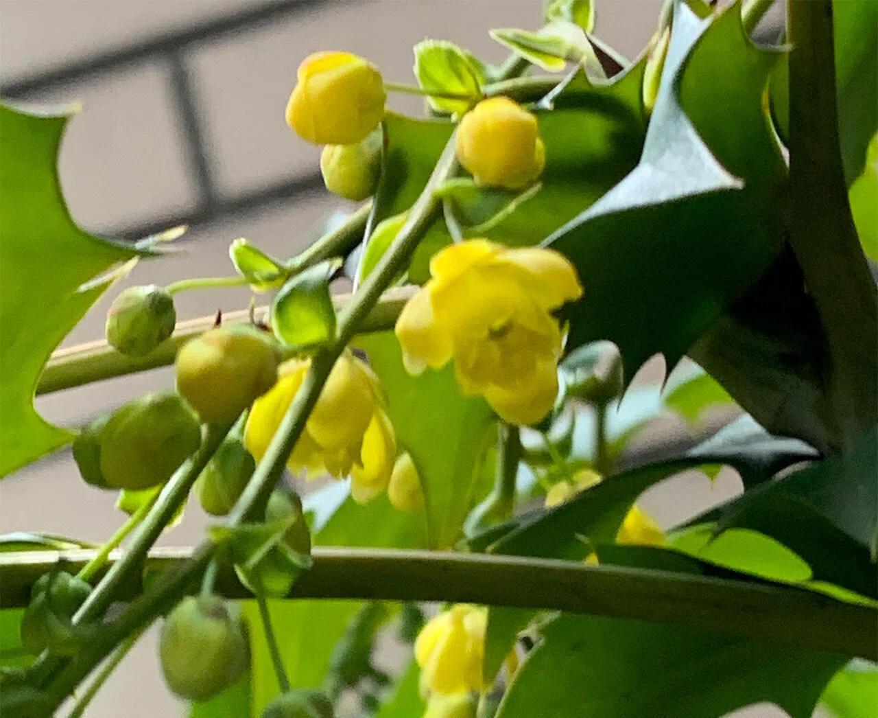 289.私的植物図鑑「ヒイラギナンテン」と「ヒイラギ」｜松縞しま子