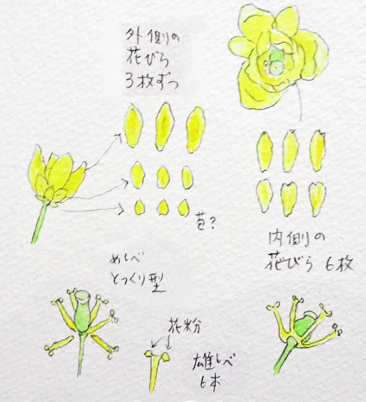 289.私的植物図鑑「ヒイラギナンテン」と「ヒイラギ」｜松縞しま子