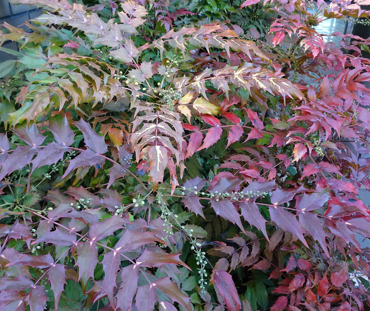 289.私的植物図鑑「ヒイラギナンテン」と「ヒイラギ」｜松縞しま子