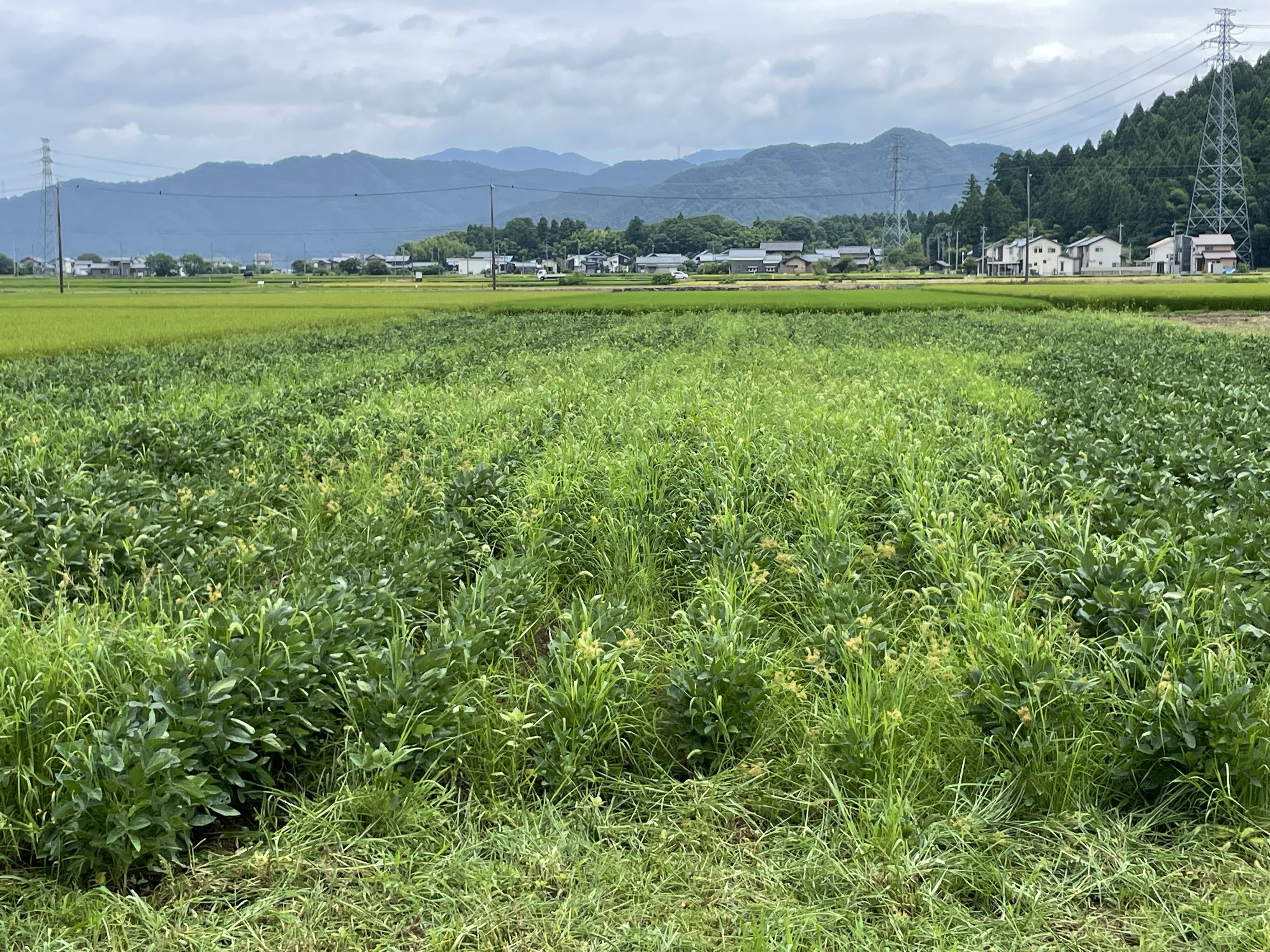 【裁断済み】野草 薬草 サバイバル 自給自足 自然農 など ２３冊セット 安い割引 裁断済み】野草 薬草 サバイバル 自給自足 自然農 など