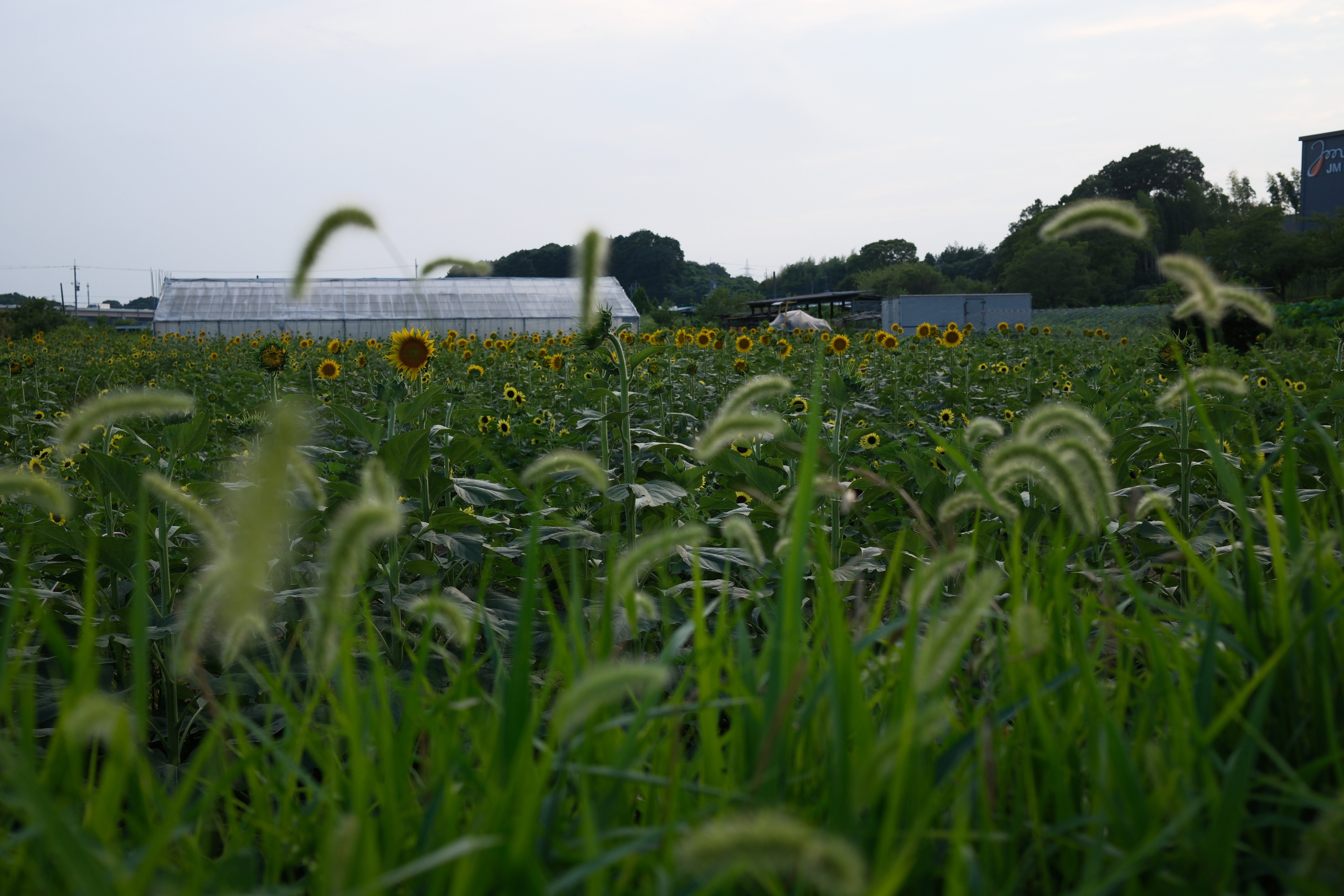 2025年8月8日 夏の雲｜ジョイフル