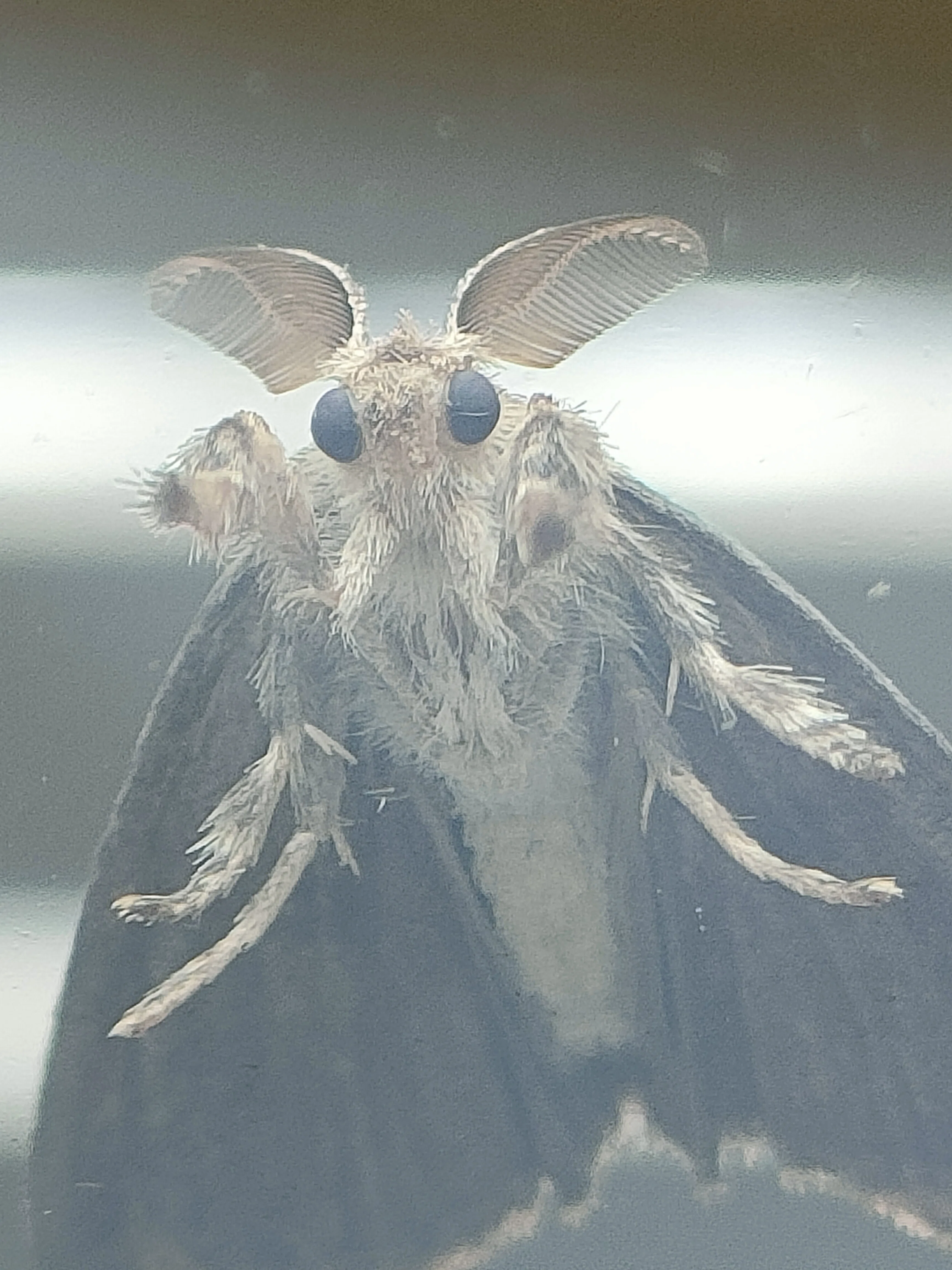 蛾は裏側から見ても可愛い｜月澄狸