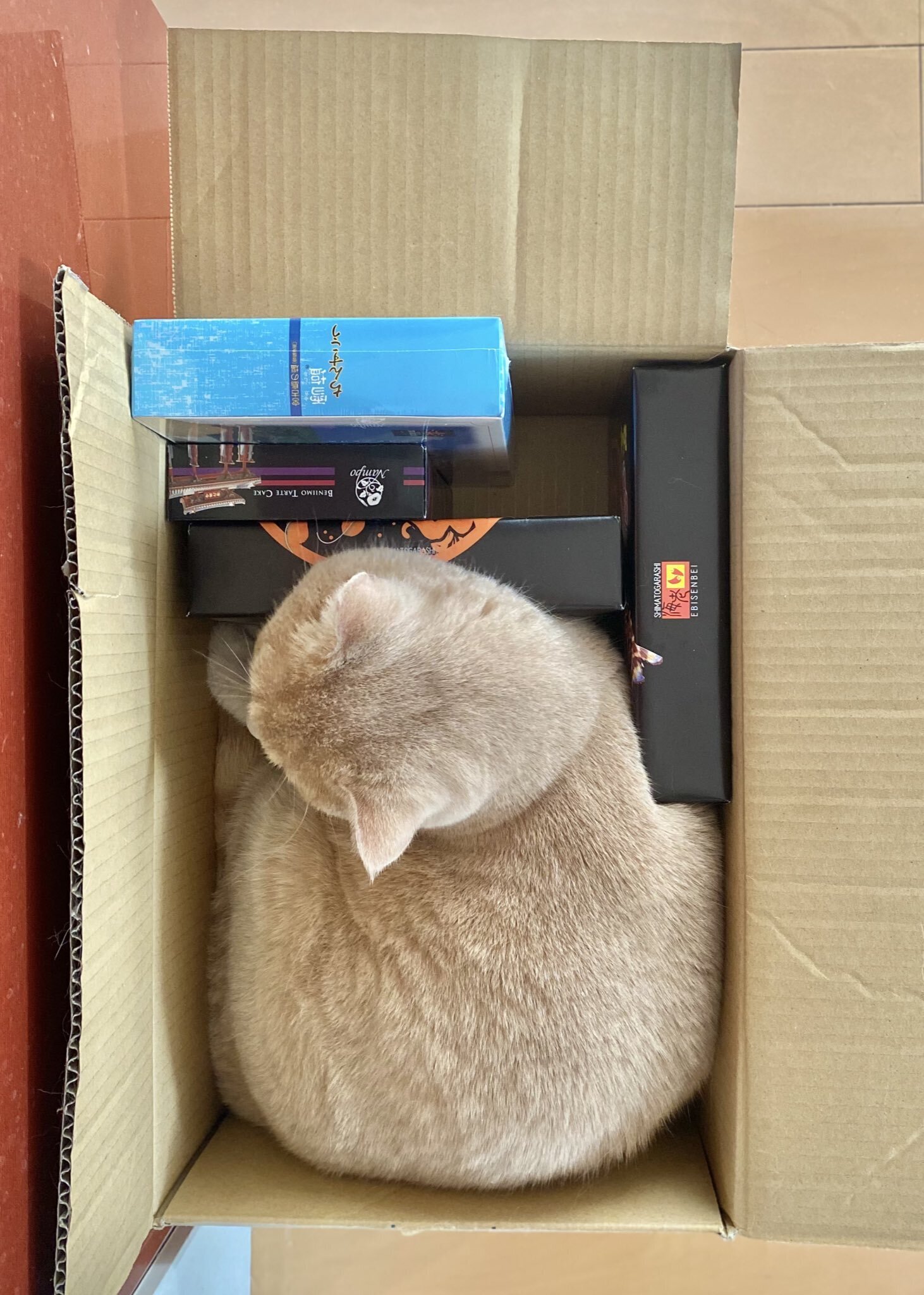 大の字猫 楽天市場】猫・小動物侵入防止ボード 約2m N-2420 敷地内での猫や