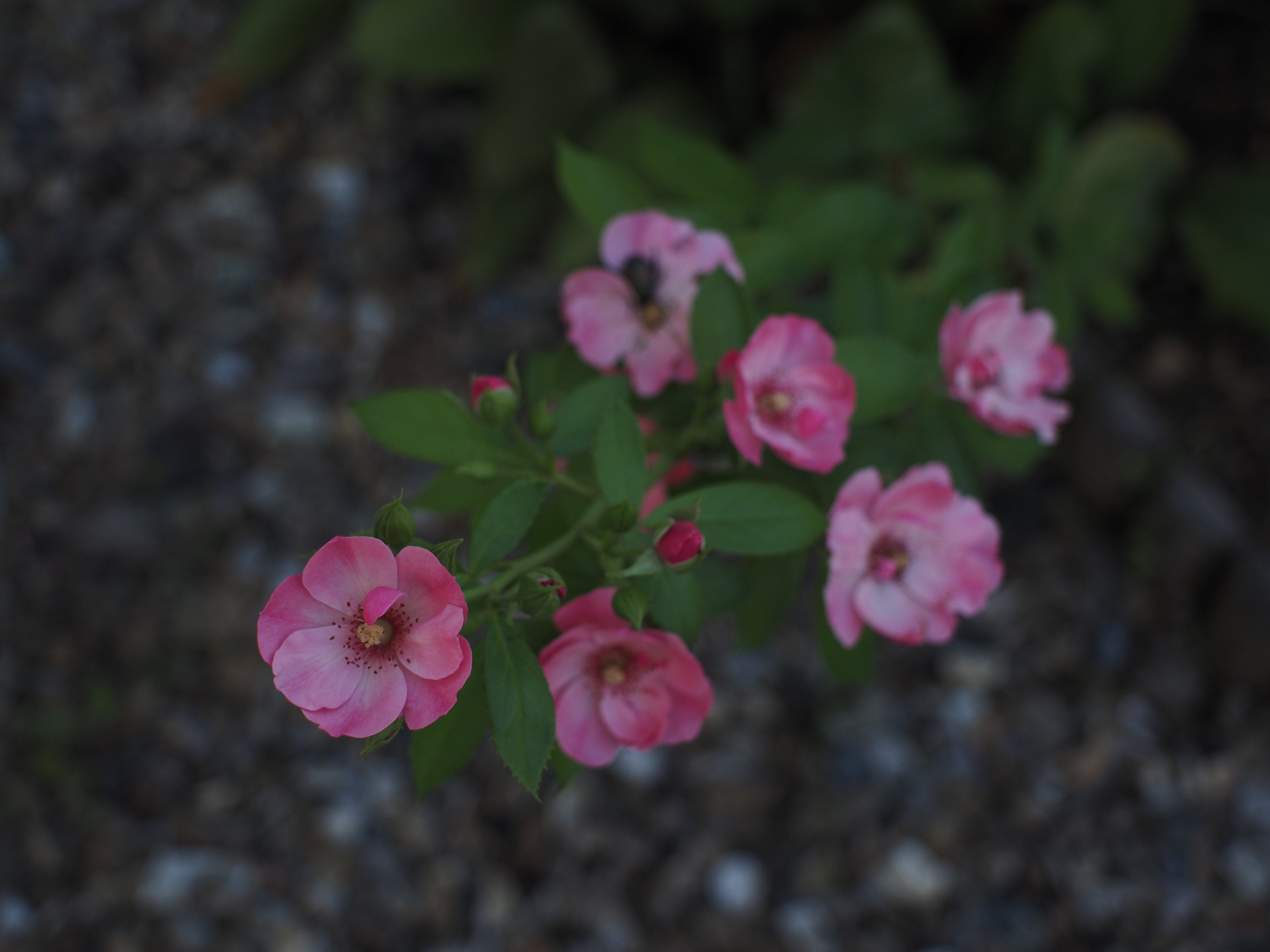 TAKUMAR Sampo(その2：28mmF3.5)｜cherubino