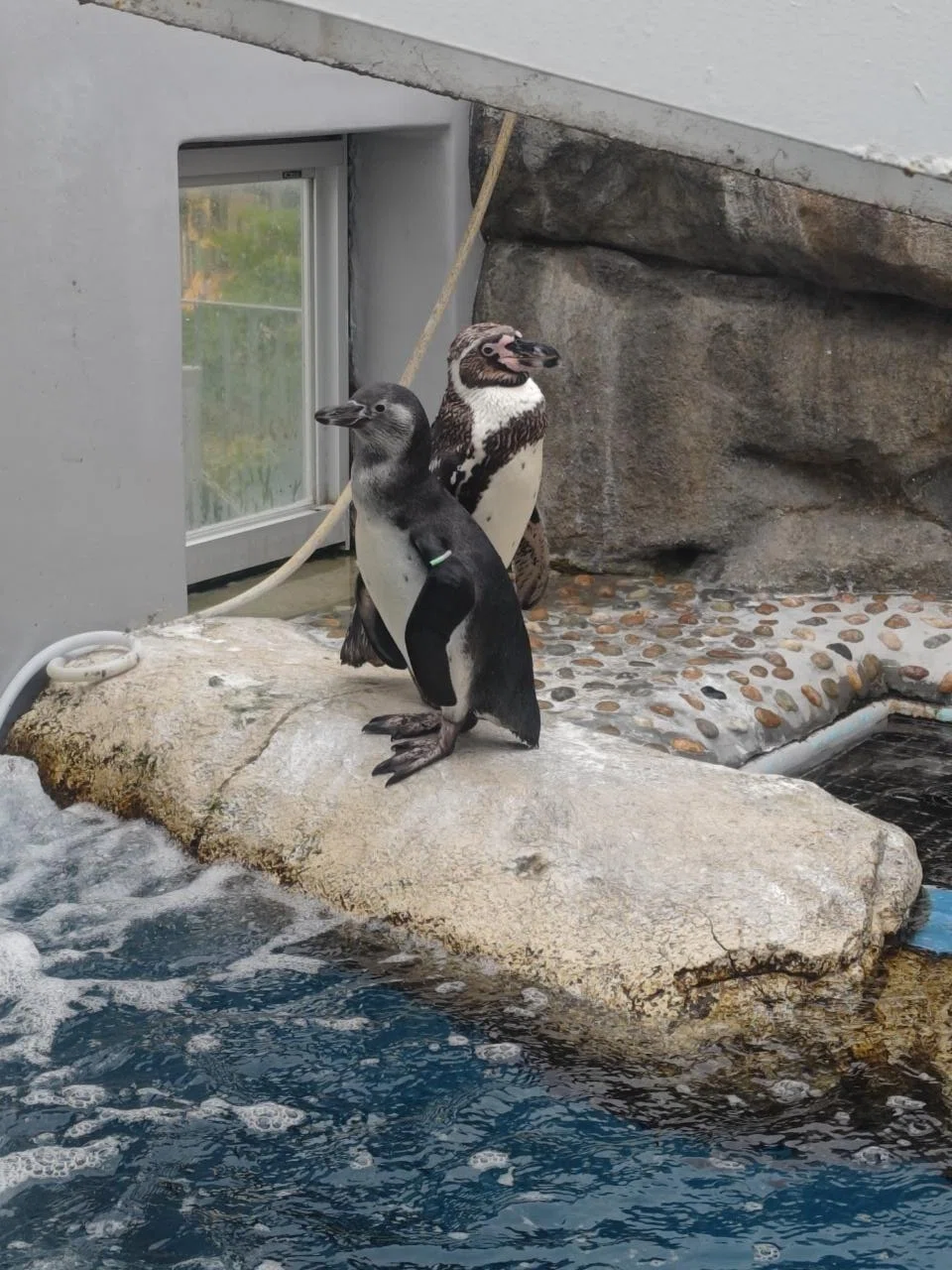 若さの魅力を感じてね｜仙台うみの杜水族館