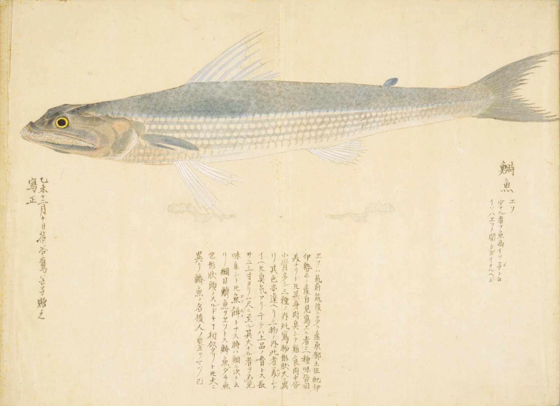 梅園魚品図正】(82) 鰣魚（えそ）【読了】｜mominaina