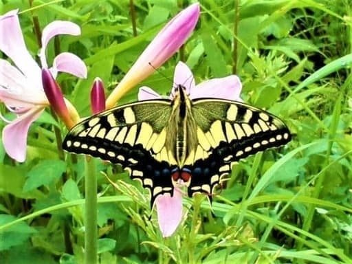 模写　田中一村「草花に蝶と蛾」 初夏の蝶と蛾と | 軽井沢の自然体験アクティビティ | ピッキオ