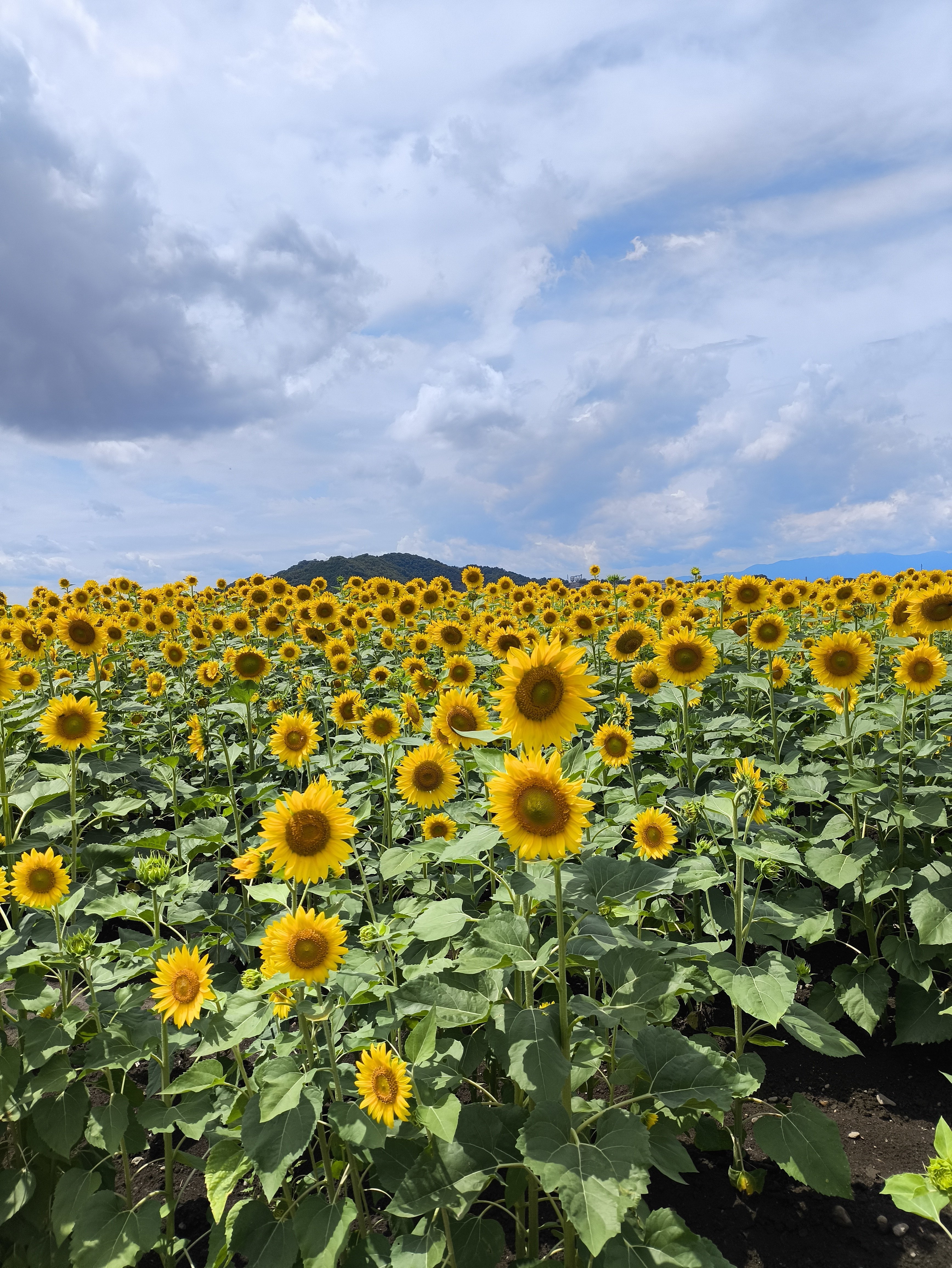 ひまわりと電車が織りなす夏の絶景スポット【山梶農園・東近江市】｜修