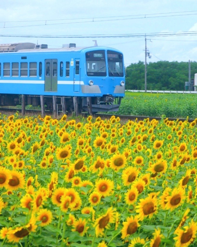 ひまわりと電車が織りなす夏の絶景スポット【山梶農園・東近江市】｜修