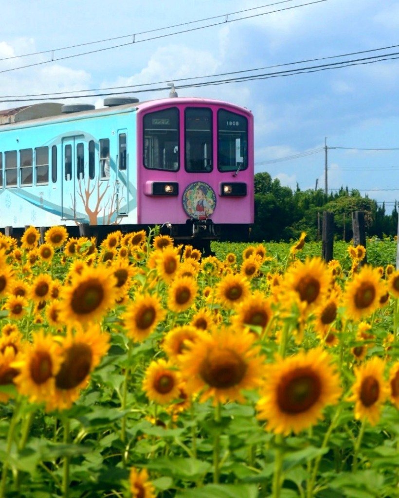 ひまわりと電車が織りなす夏の絶景スポット【山梶農園・東近江市】｜修