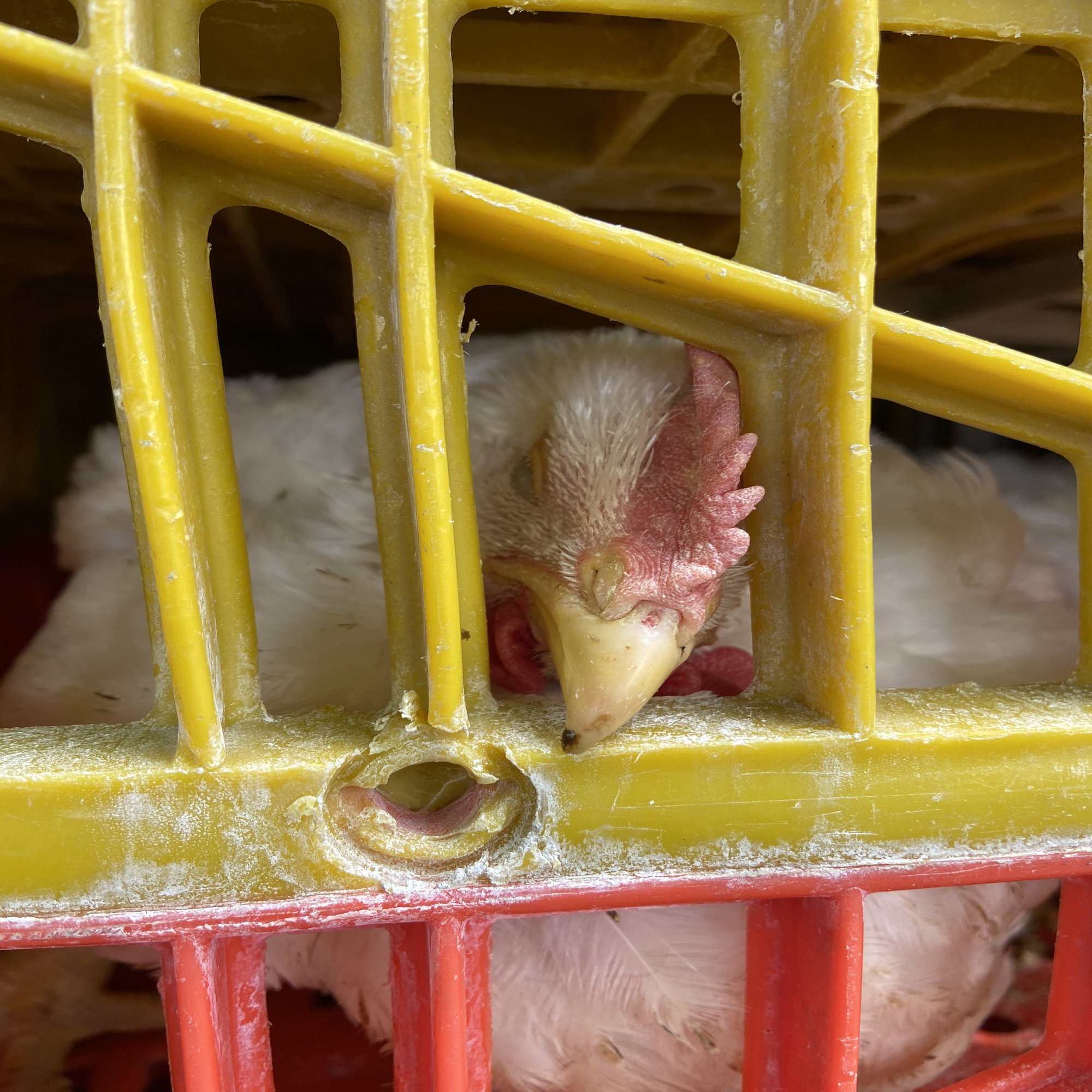 ちはるさんインタビュー①交差するヴィーガンアクティビズム｜大学のハラスメントを看過しない会【「動物から考える社会運動」座談会開催中】, image size:1500x2000