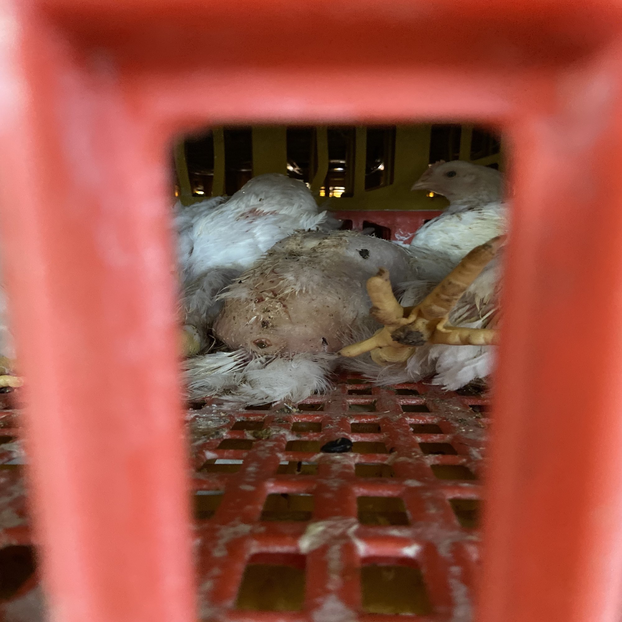 ちはるさんインタビュー①交差するヴィーガンアクティビズム｜大学のハラスメントを看過しない会【「動物から考える社会運動」座談会開催中】, image size:1500x2000