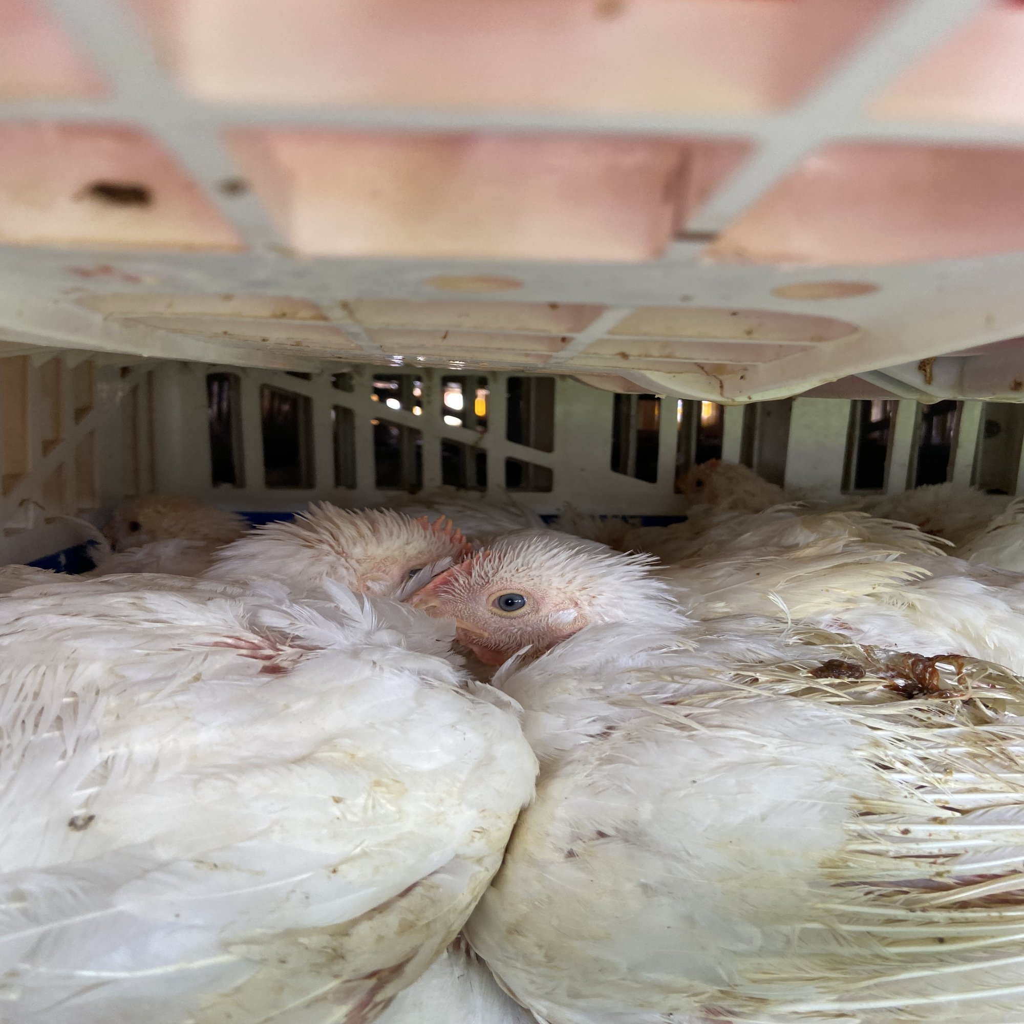 ちはるさんインタビュー①交差するヴィーガンアクティビズム｜大学のハラスメントを看過しない会【「動物から考える社会運動」座談会開催中】, image size:1500x2000