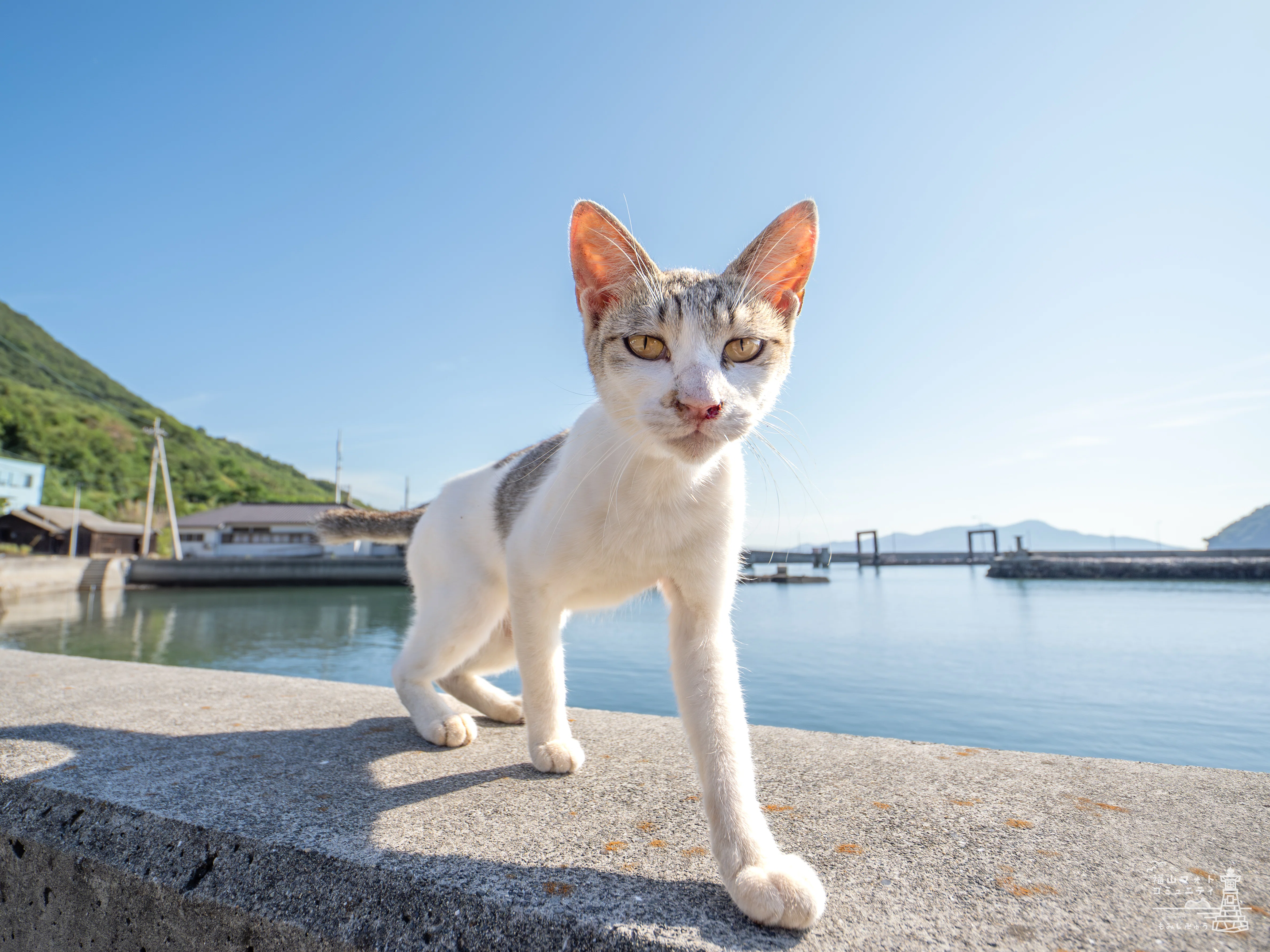 ジャンプ猫の未来を守るために──佐柳島から見える猫と人の共生