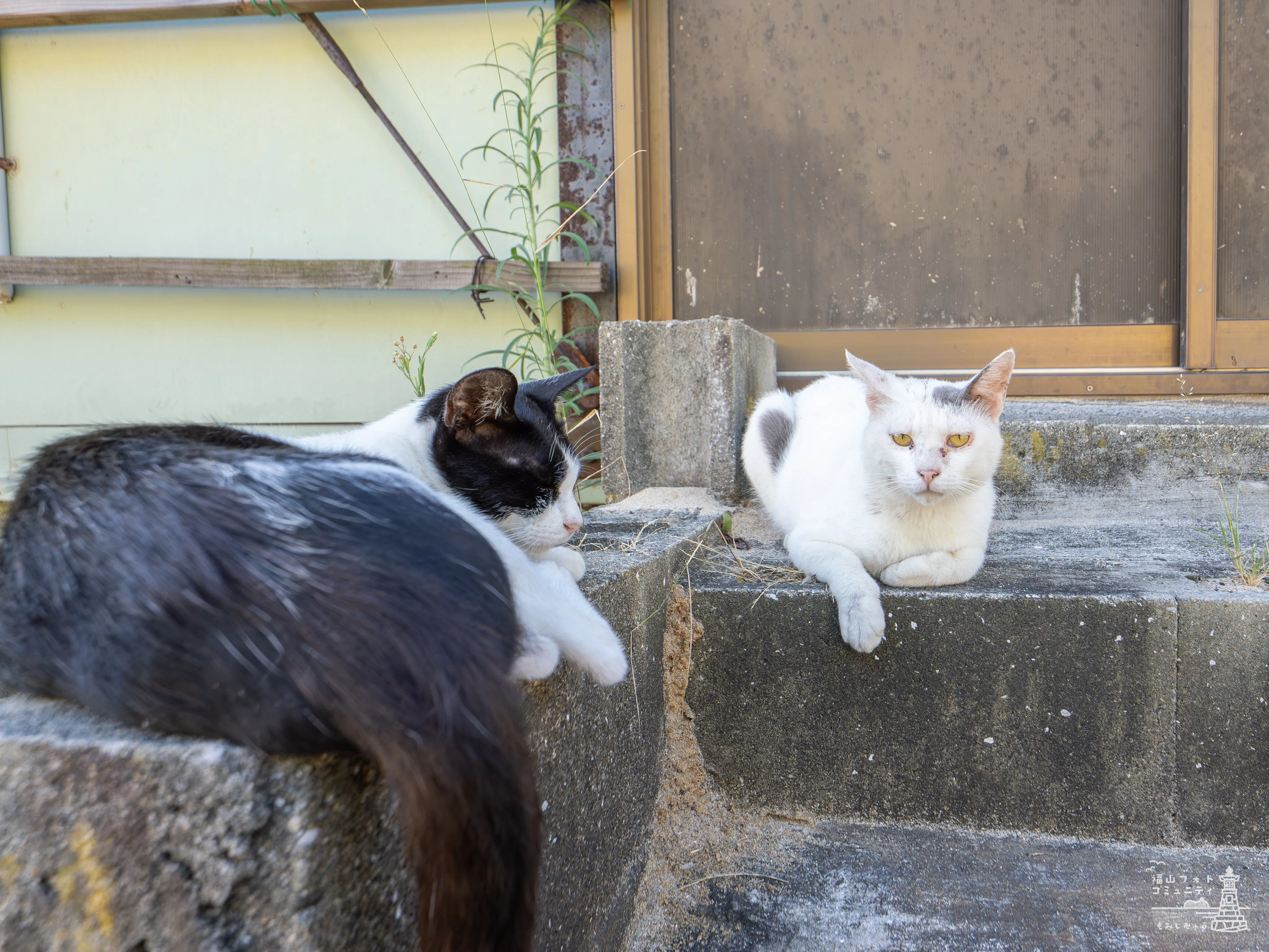 ジャンプ猫の未来を守るために──佐柳島から見える猫と人の共生