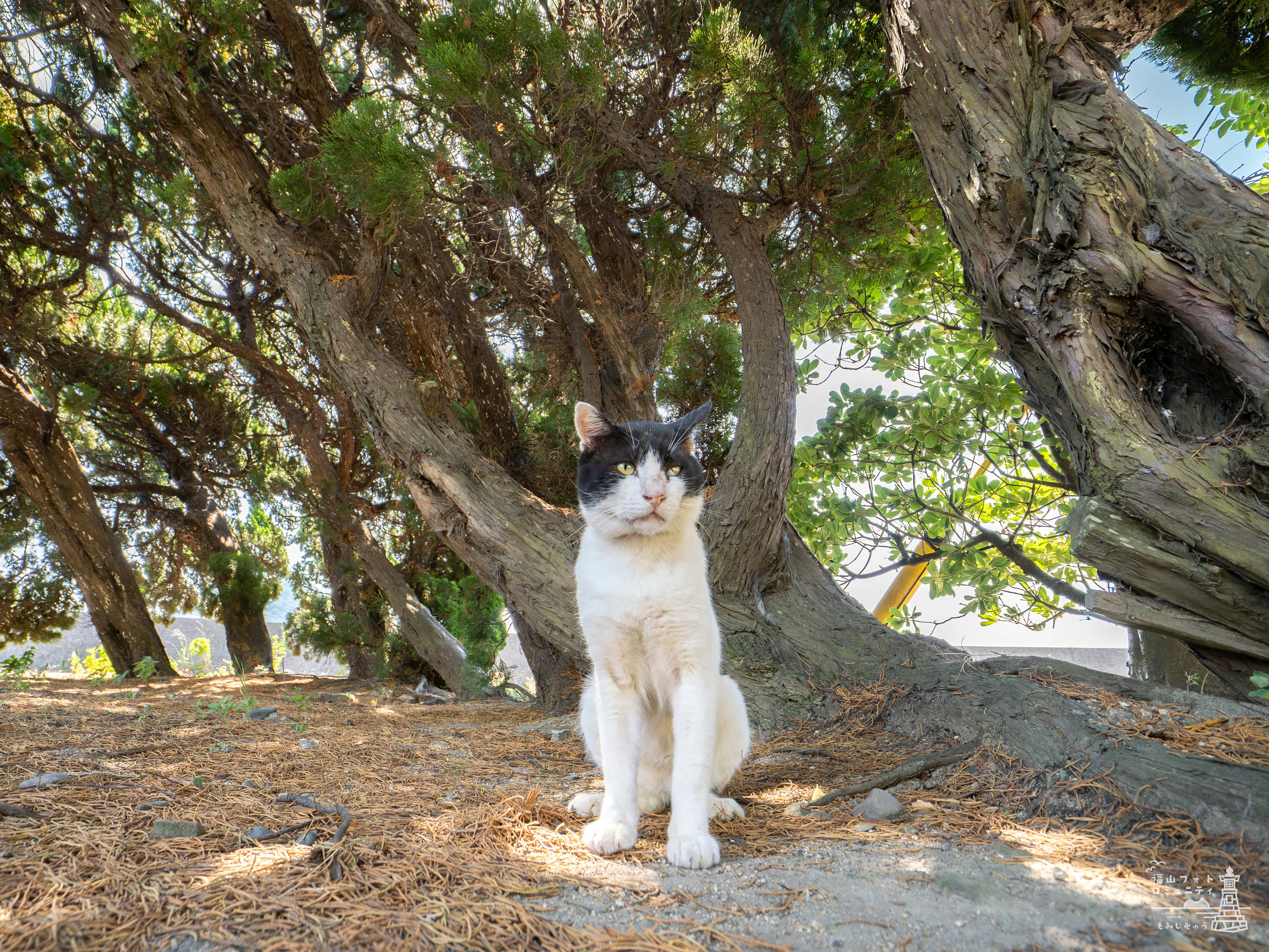 ジャンプ猫の未来を守るために──佐柳島から見える猫と人の共生