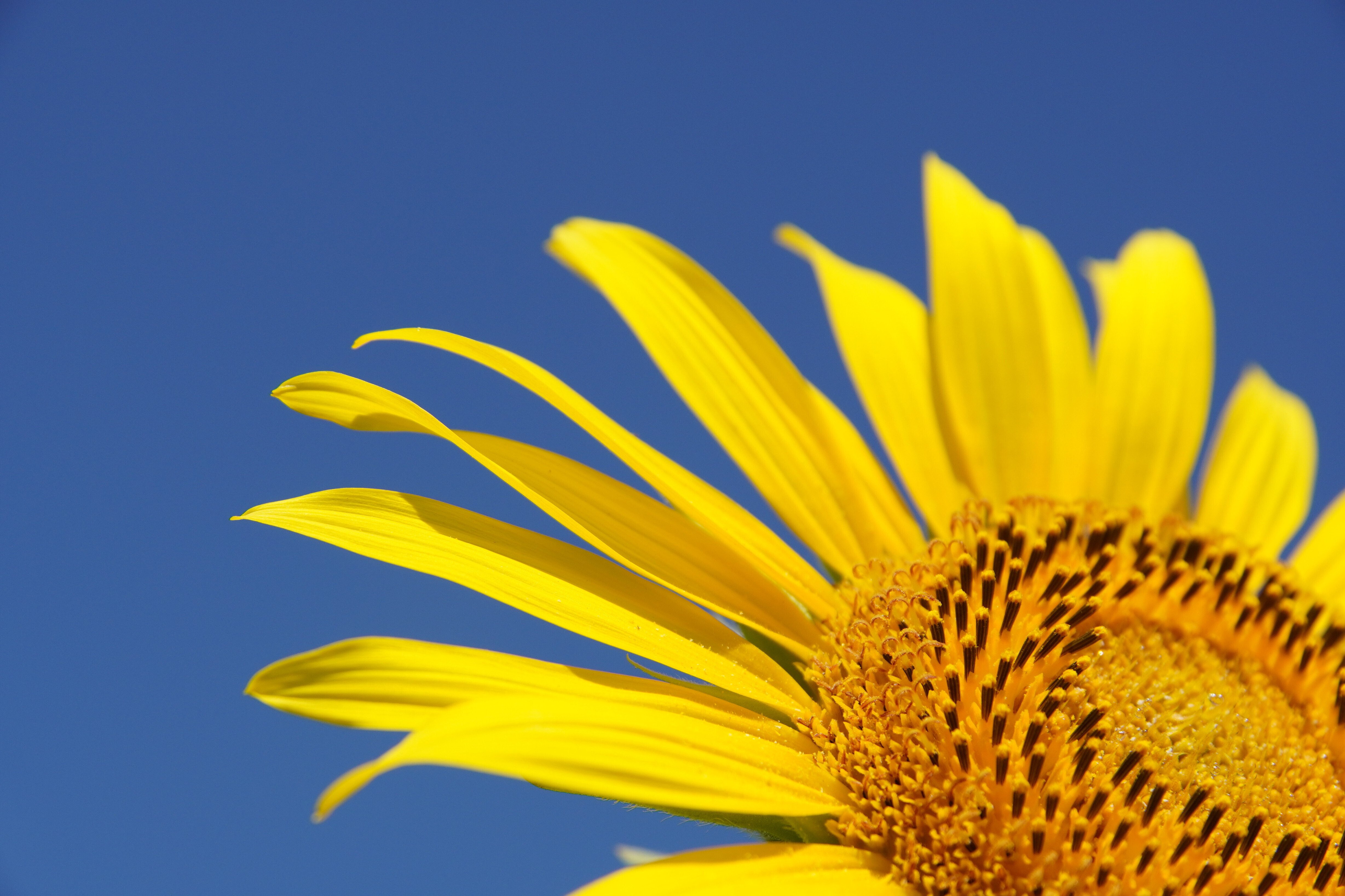 御前崎市比木地区のひまわり畑～｜g_hiro_510