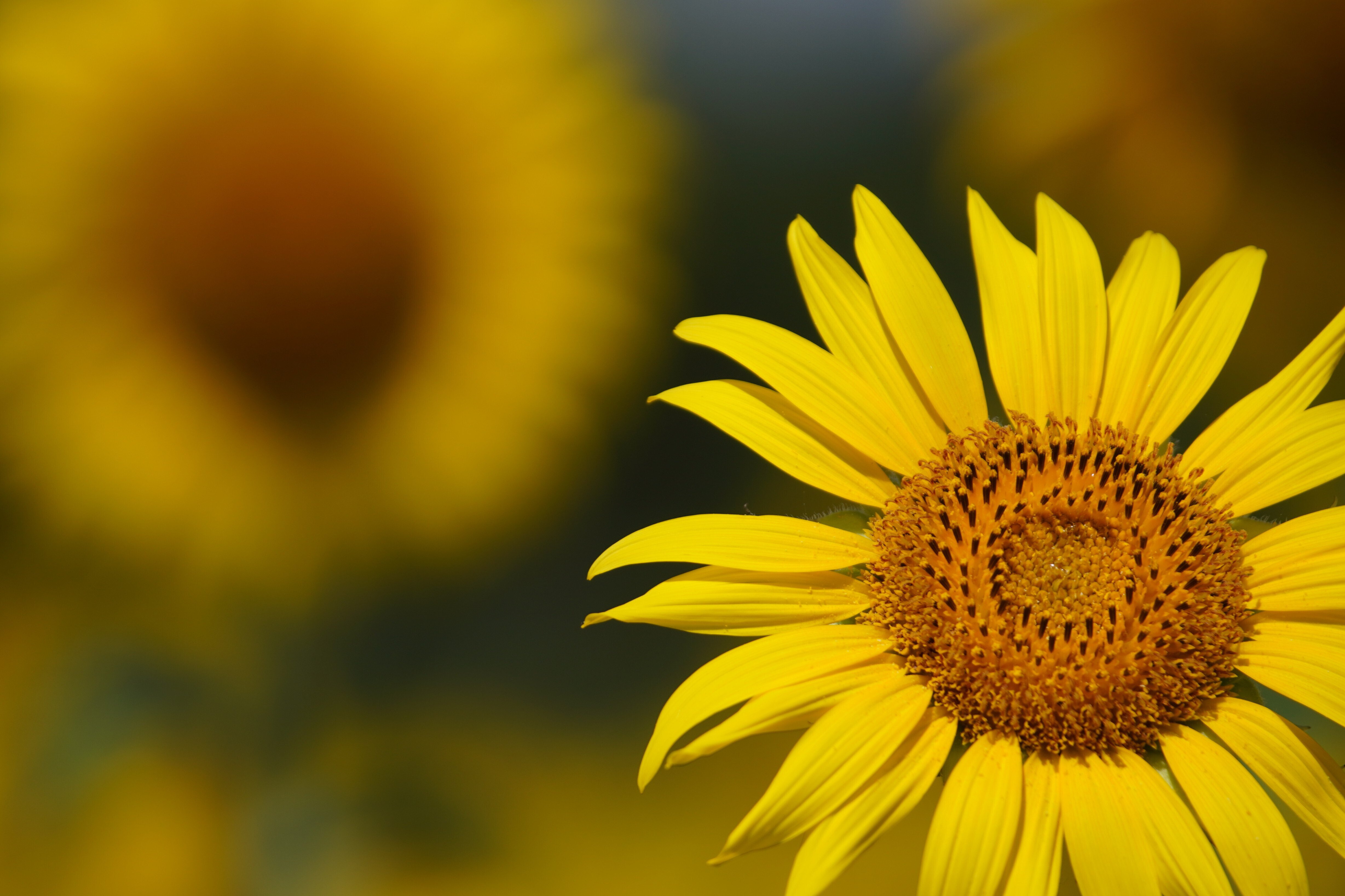 御前崎市比木地区のひまわり畑～｜g_hiro_510