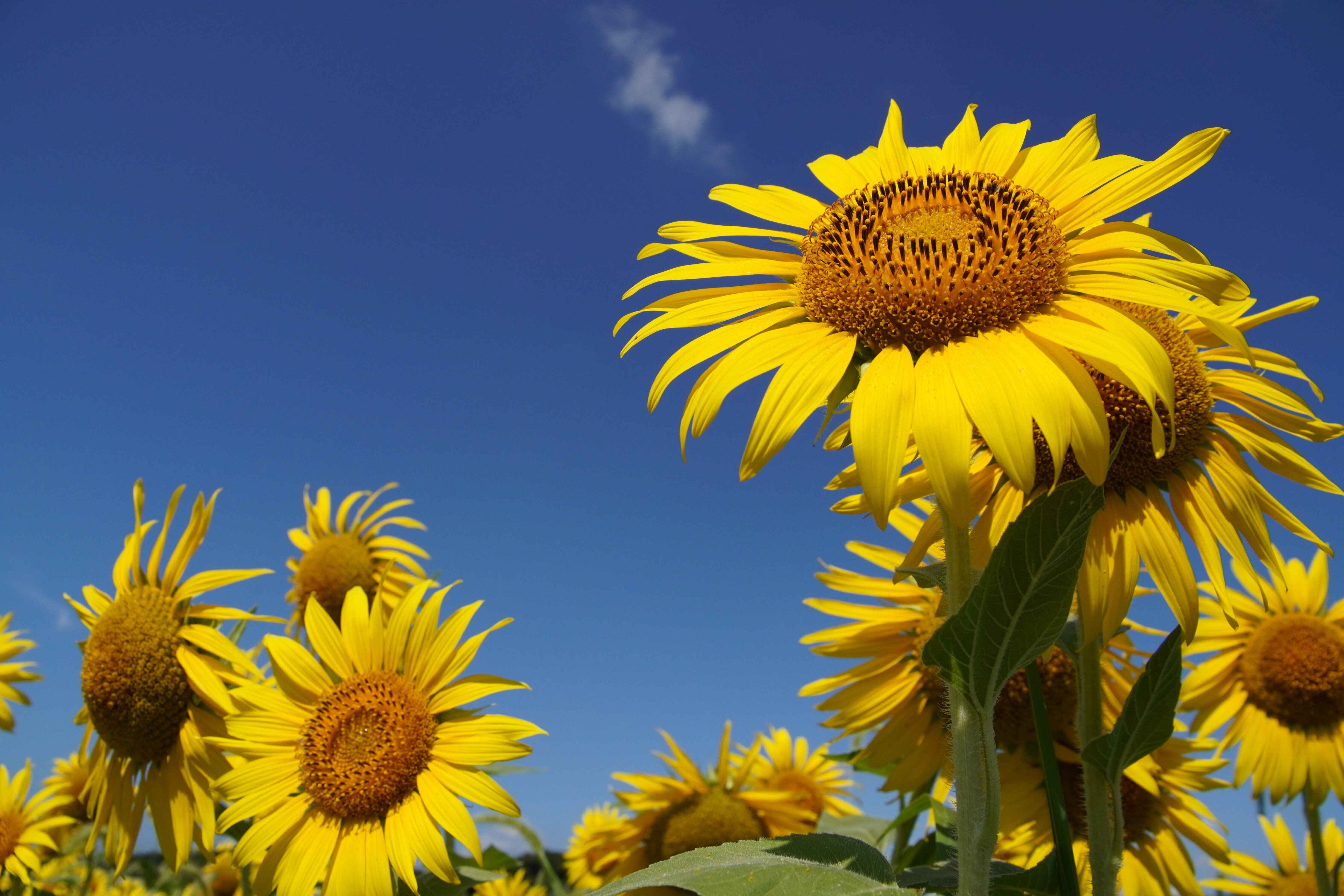 御前崎市比木地区のひまわり畑～｜g_hiro_510