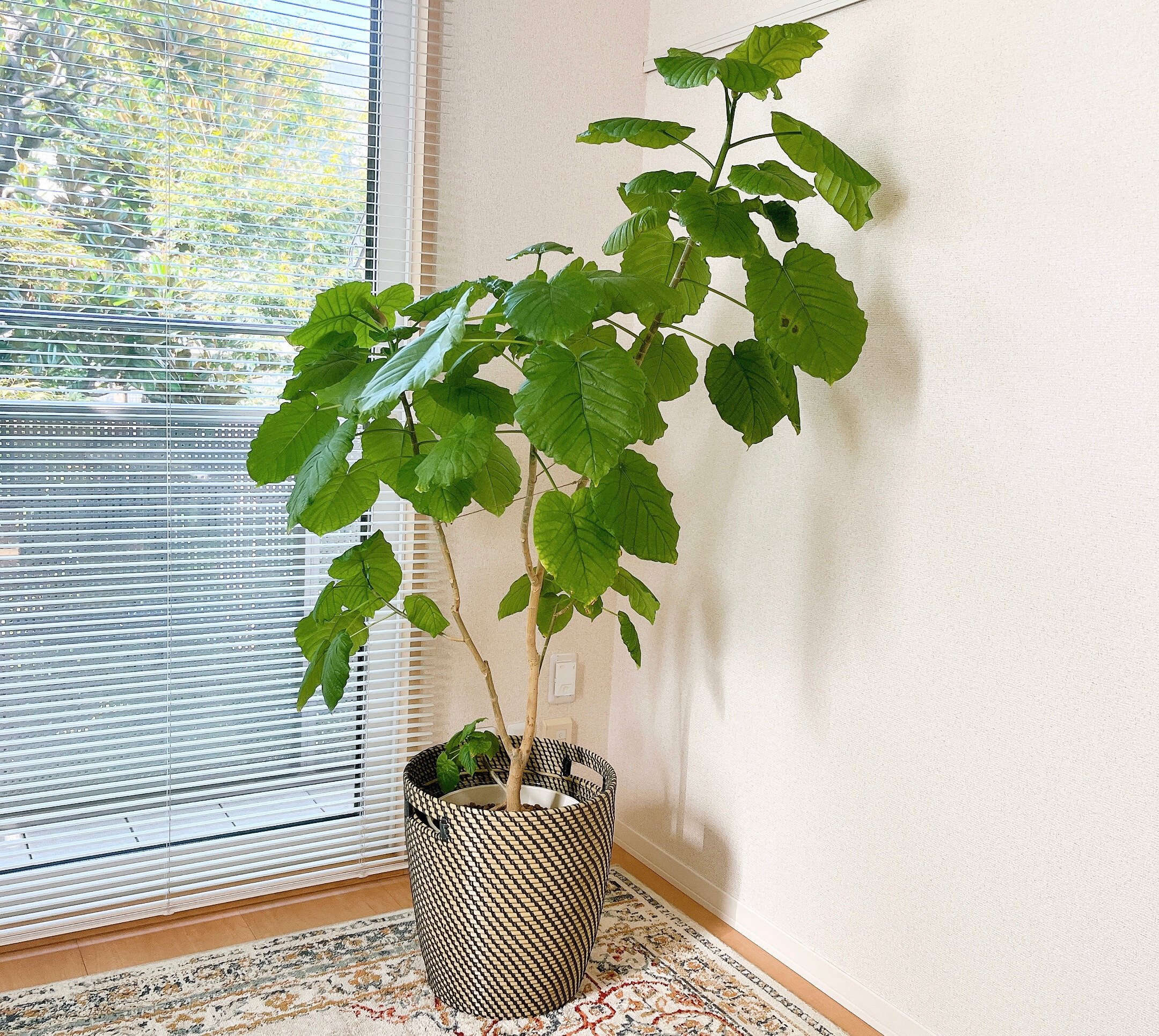 その他観葉植物 / ds586979_01.jpg