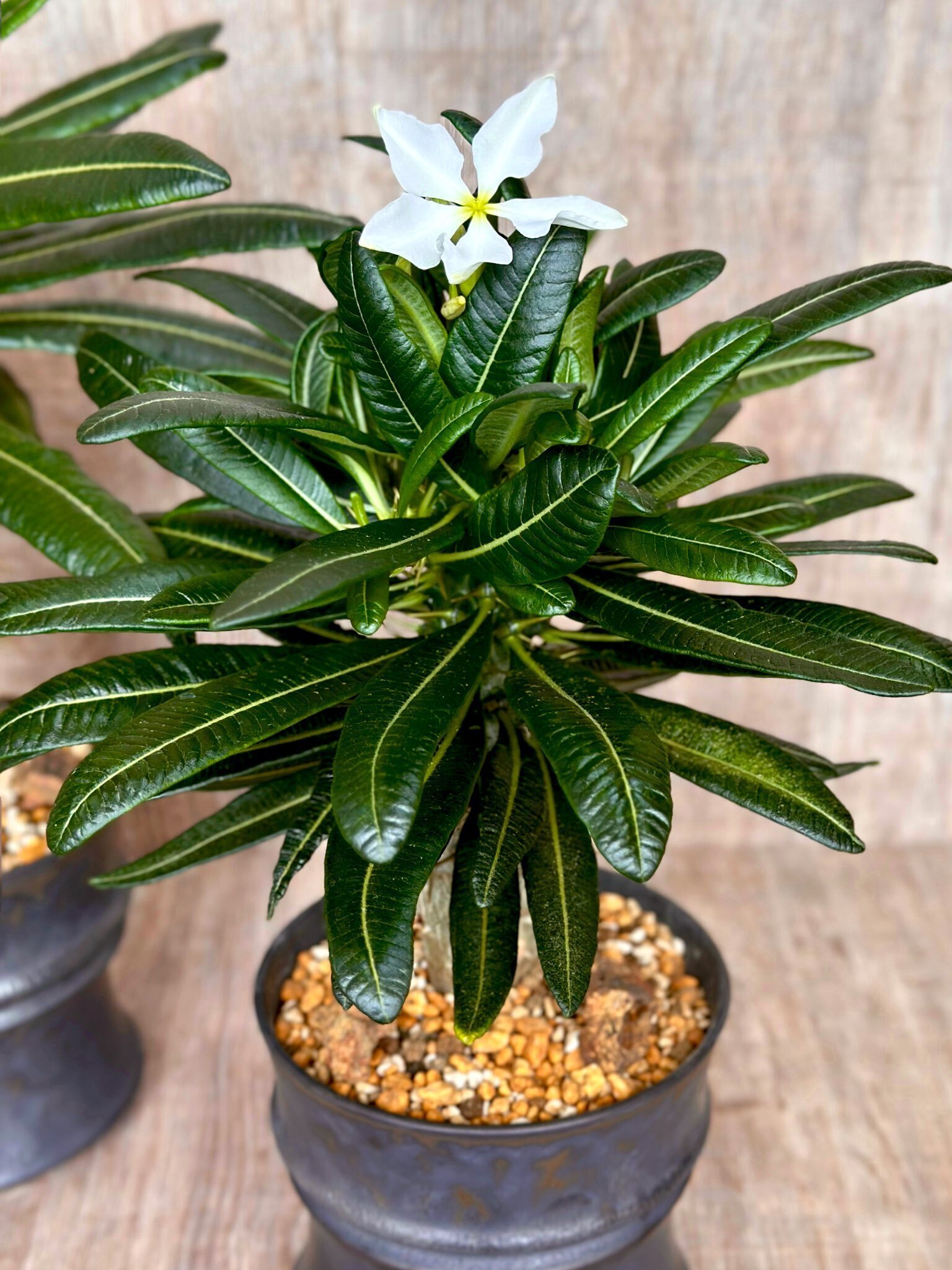 強刺　開花株　パキポディウム　アンボンゲンセ パキポディウム アンボンゲンセ4 | STELLA.PLANTS
