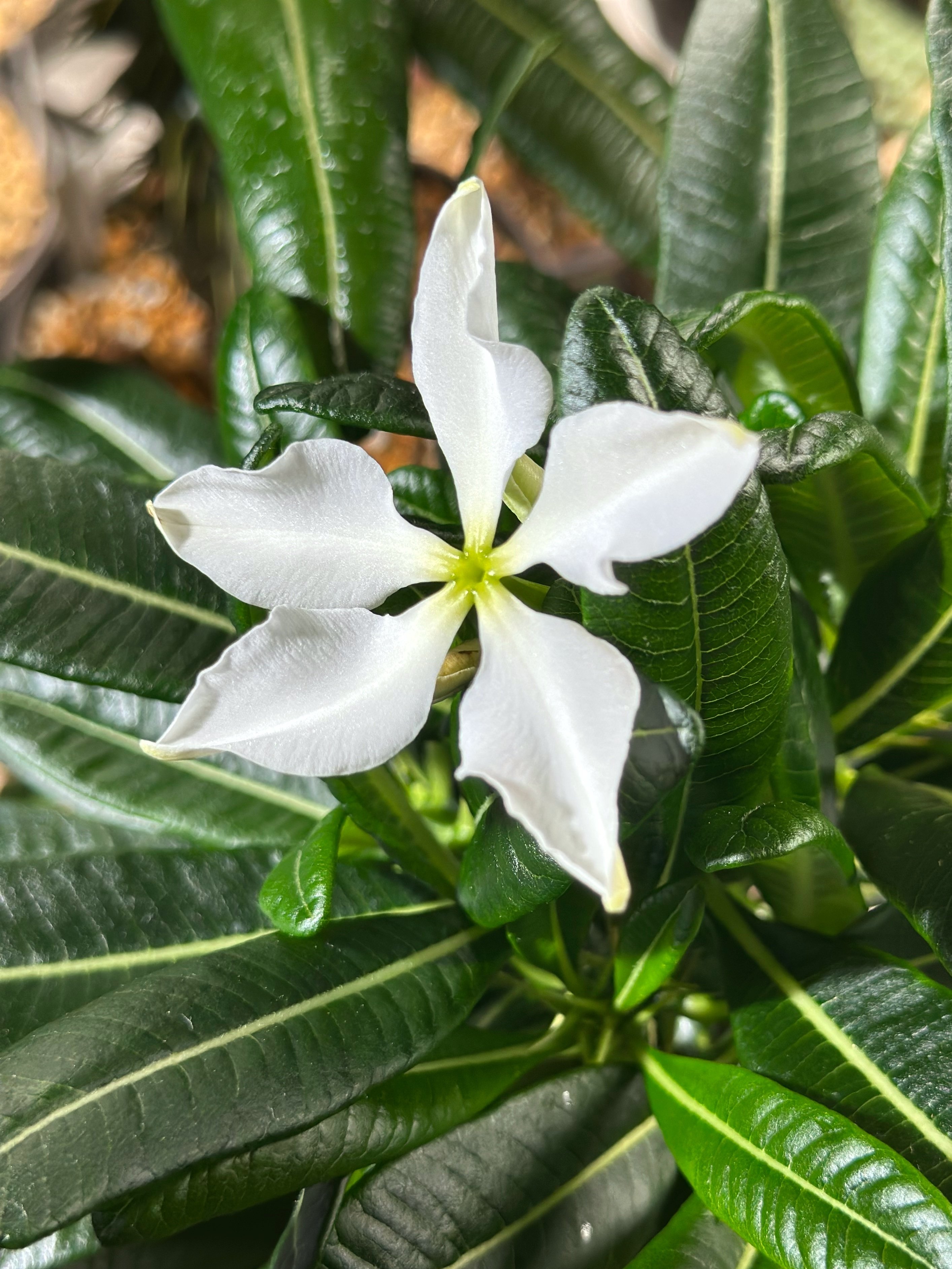 パキポディウム・アンボンゲンセの開花｜暇人