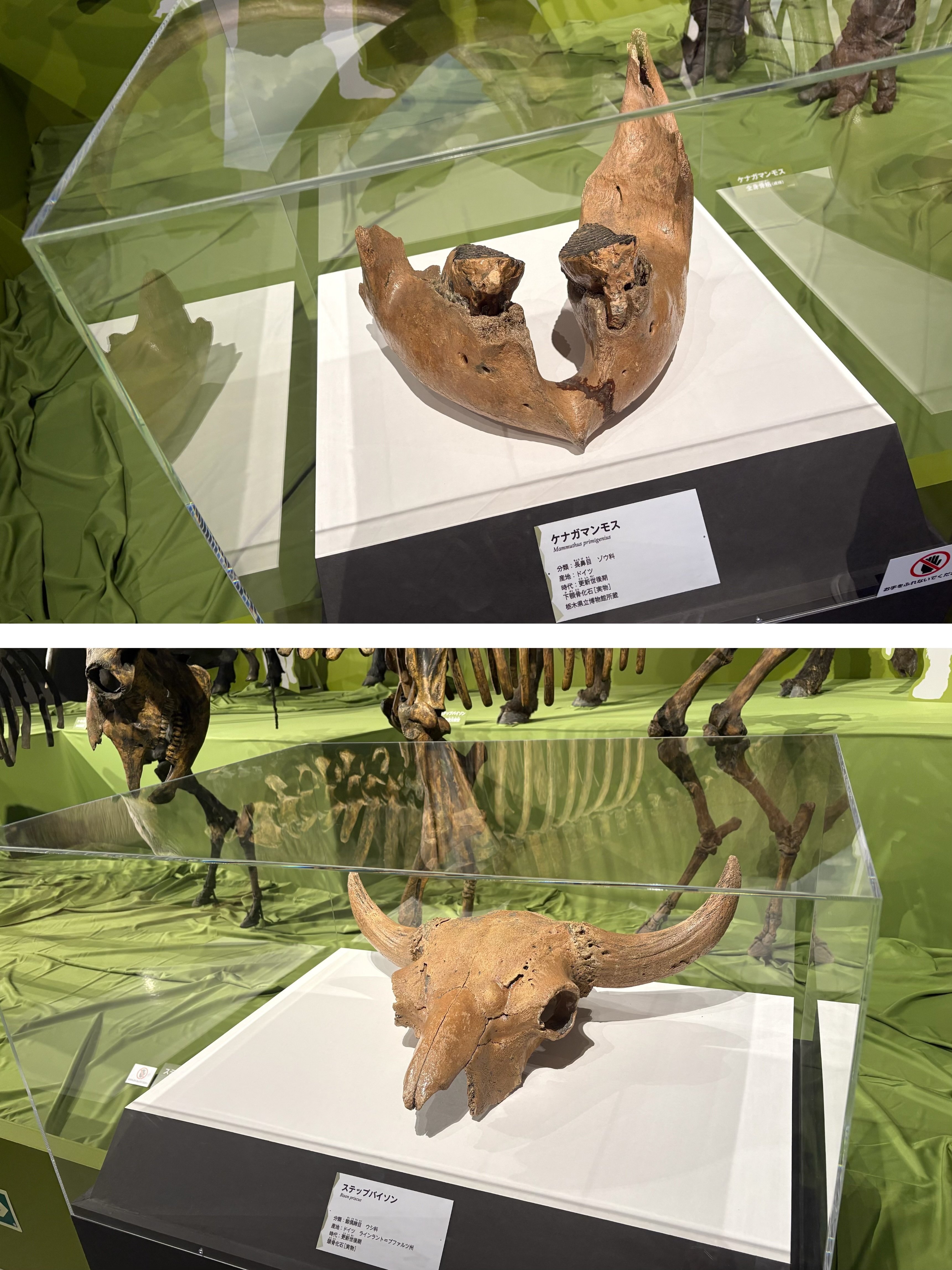 希少　氷河期マンモス標本標本 氷河期展」東京・国立科学博物館で、マンモスなど大型哺乳類の