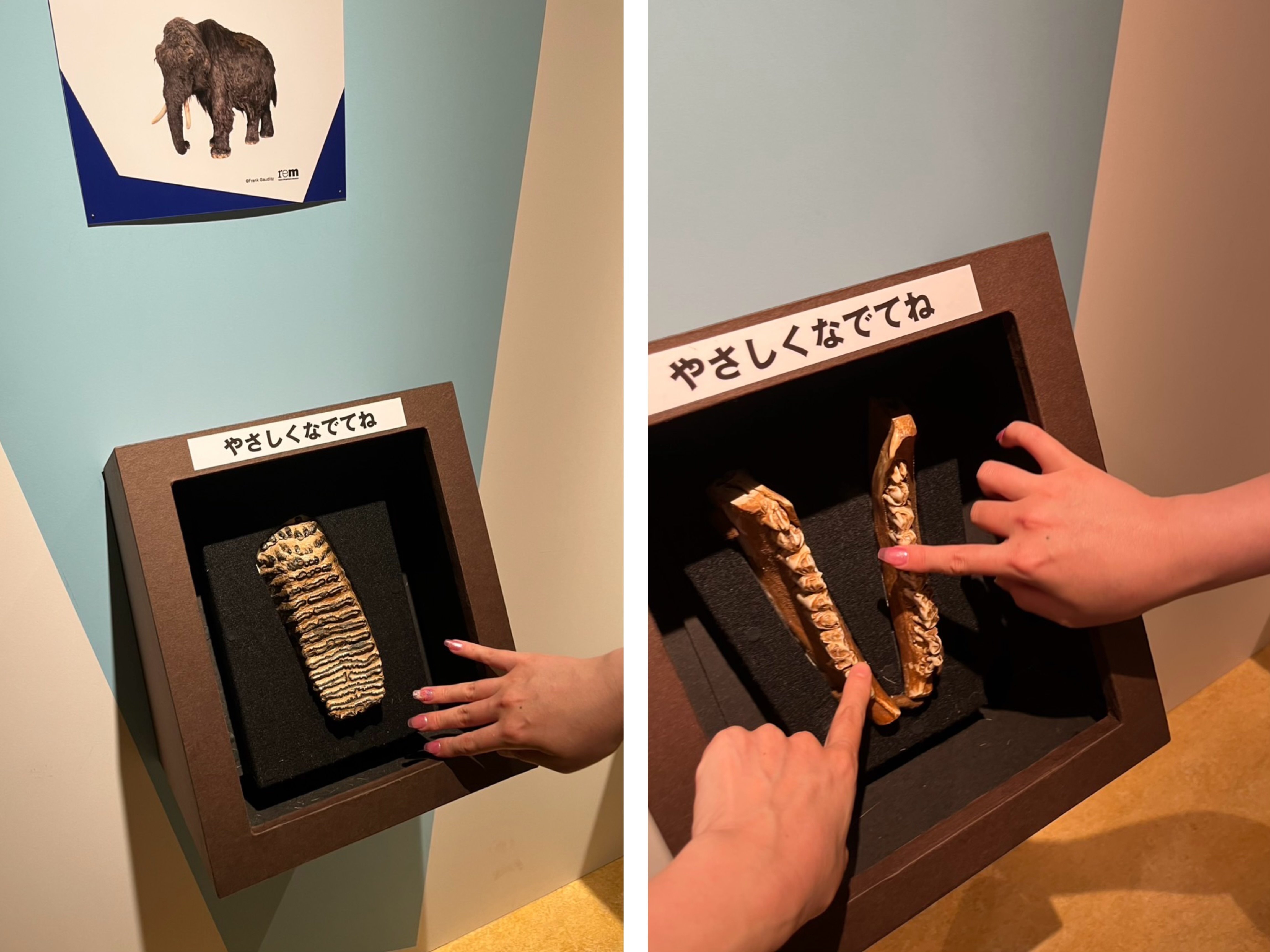 希少　氷河期マンモス標本標本 氷河期展」東京・国立科学博物館で、マンモスなど大型哺乳類の