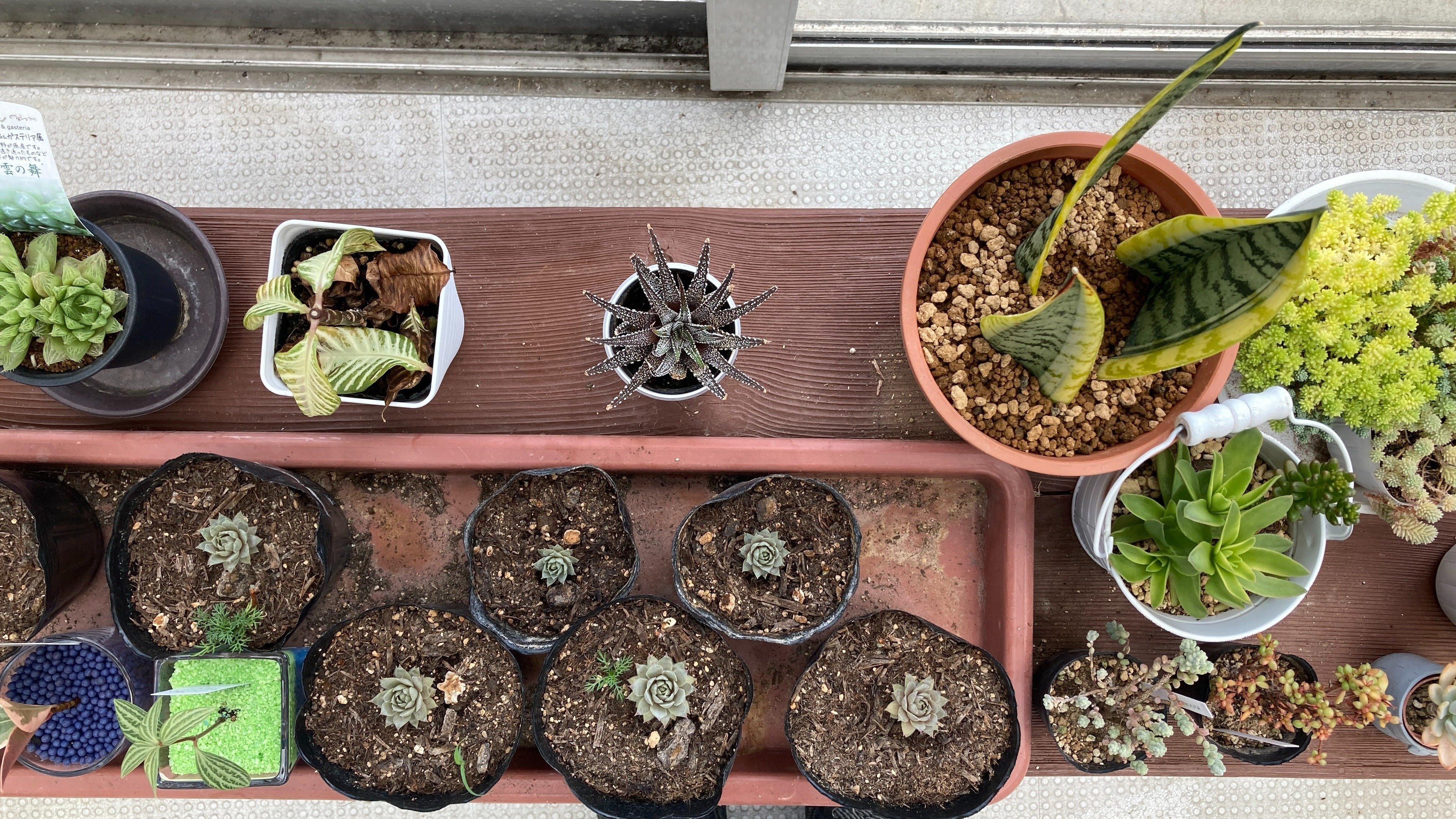 ハオルチア「松の雪」——松でも雪でもない、その正体（part1）｜最上川