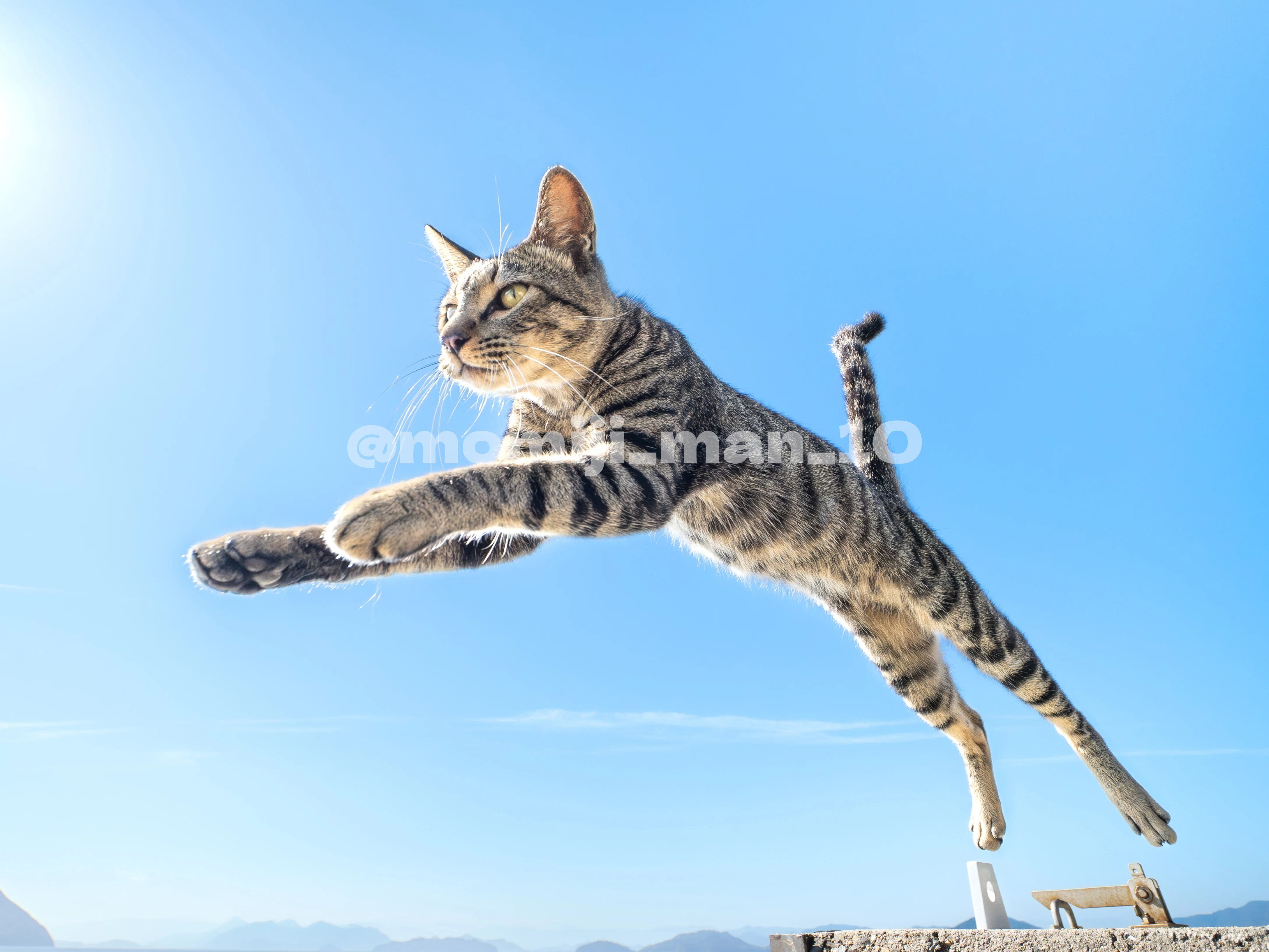 ジャンプ猫の未来を守るために──佐柳島から見える猫と人の共生