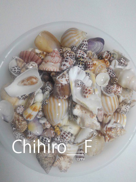 石垣島でビーチコーミング：イモガイ｜Chihiro_F