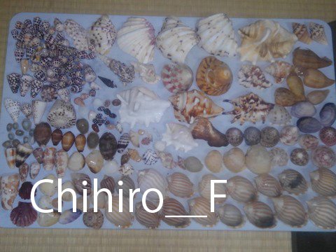 石垣島でビーチコーミング：イモガイ｜Chihiro_F