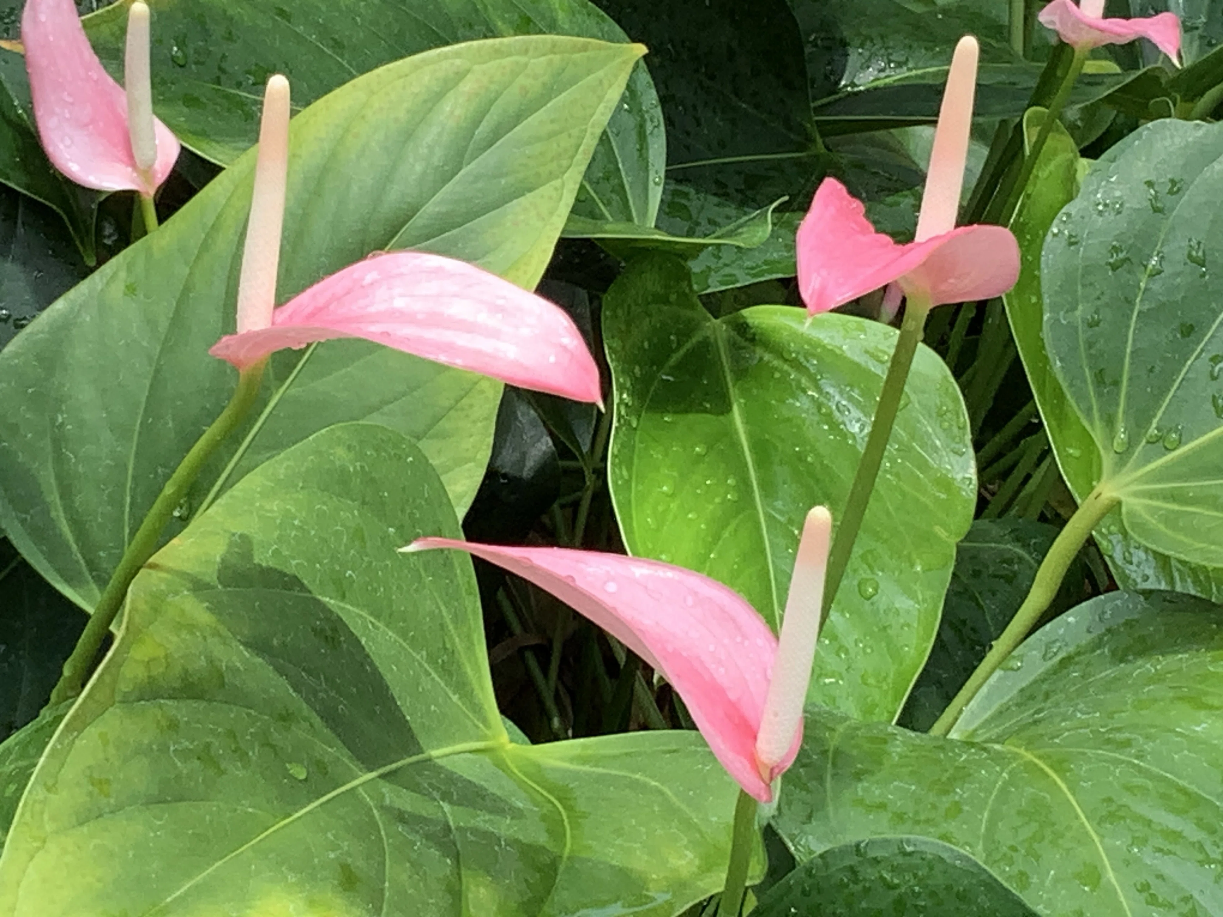 Equator selected】アンスリウム Anthurium Pap. Fortsherman/Red Vein