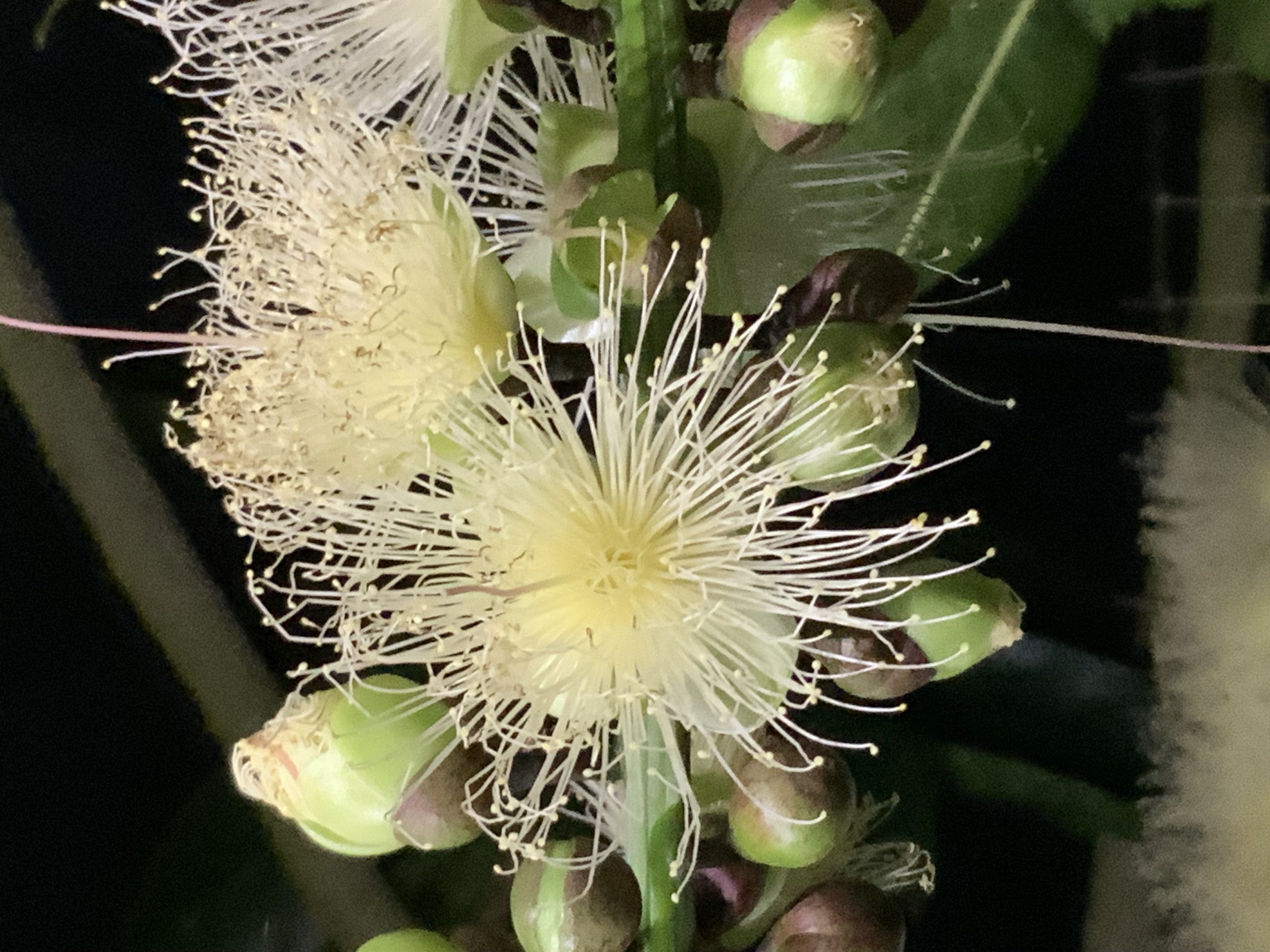 サガリバナ(京都府立植物園):2025年8月11日(月)|藤井秀昭 サガリバナ(京都府立植物園):2025年8月11日(月)|藤井秀昭