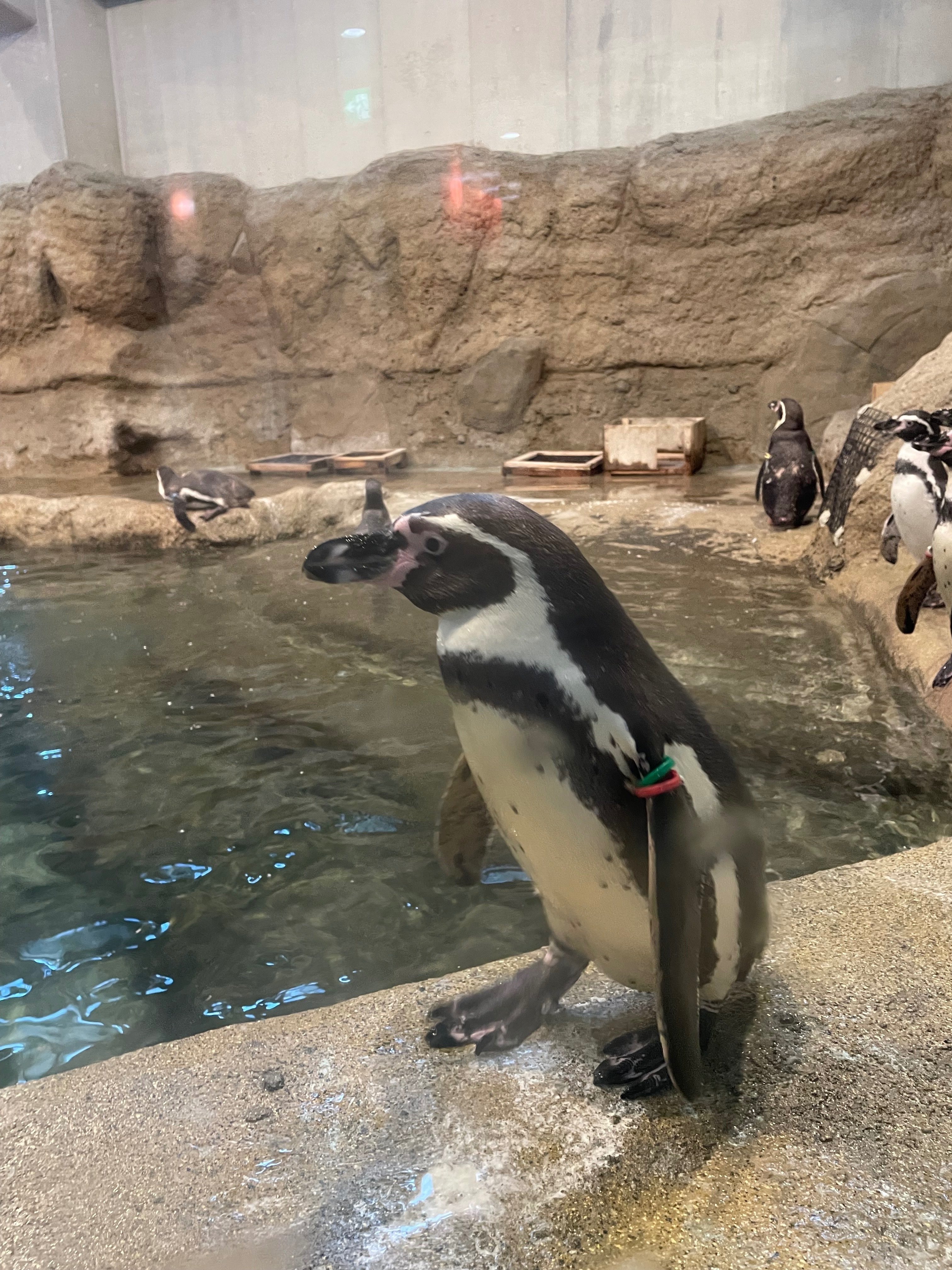 京濱鳥獣貿易 動物価格表 & 札幌 円山動物園 どうぶつぐらふ 京濱鳥獣貿易 動物価格表 & 札幌 円山動物園 どうぶつぐらふ