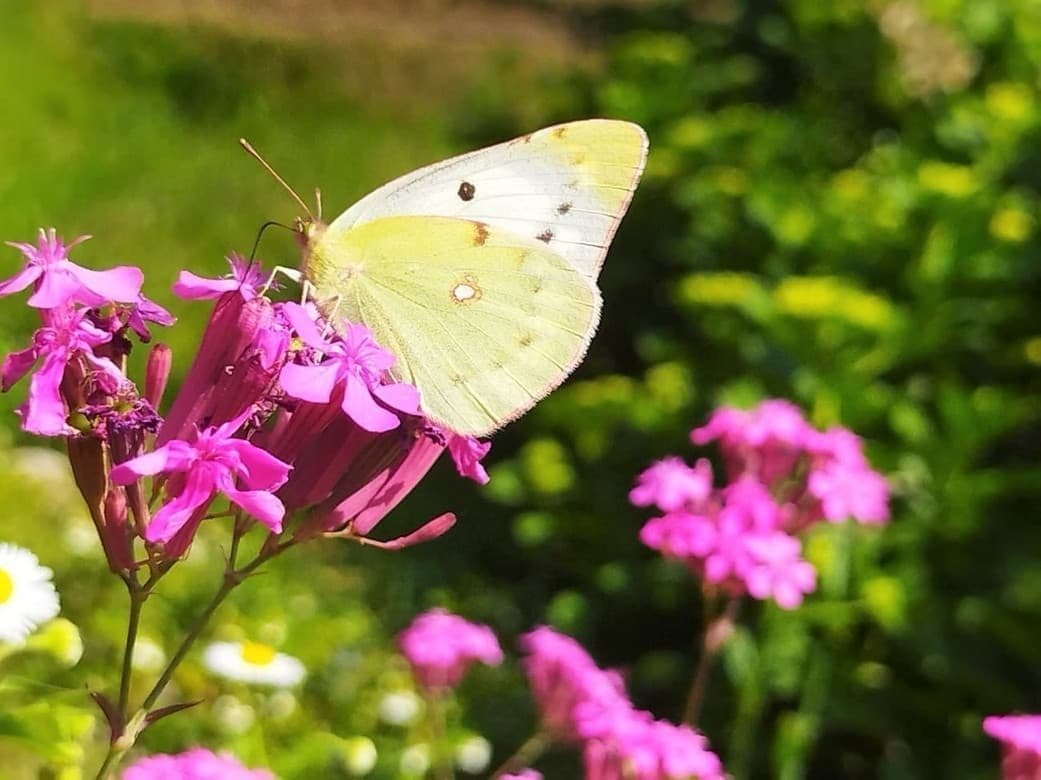 いきもの散歩～蝶・蛾編🦋創樹写真館｜創樹（もとき）