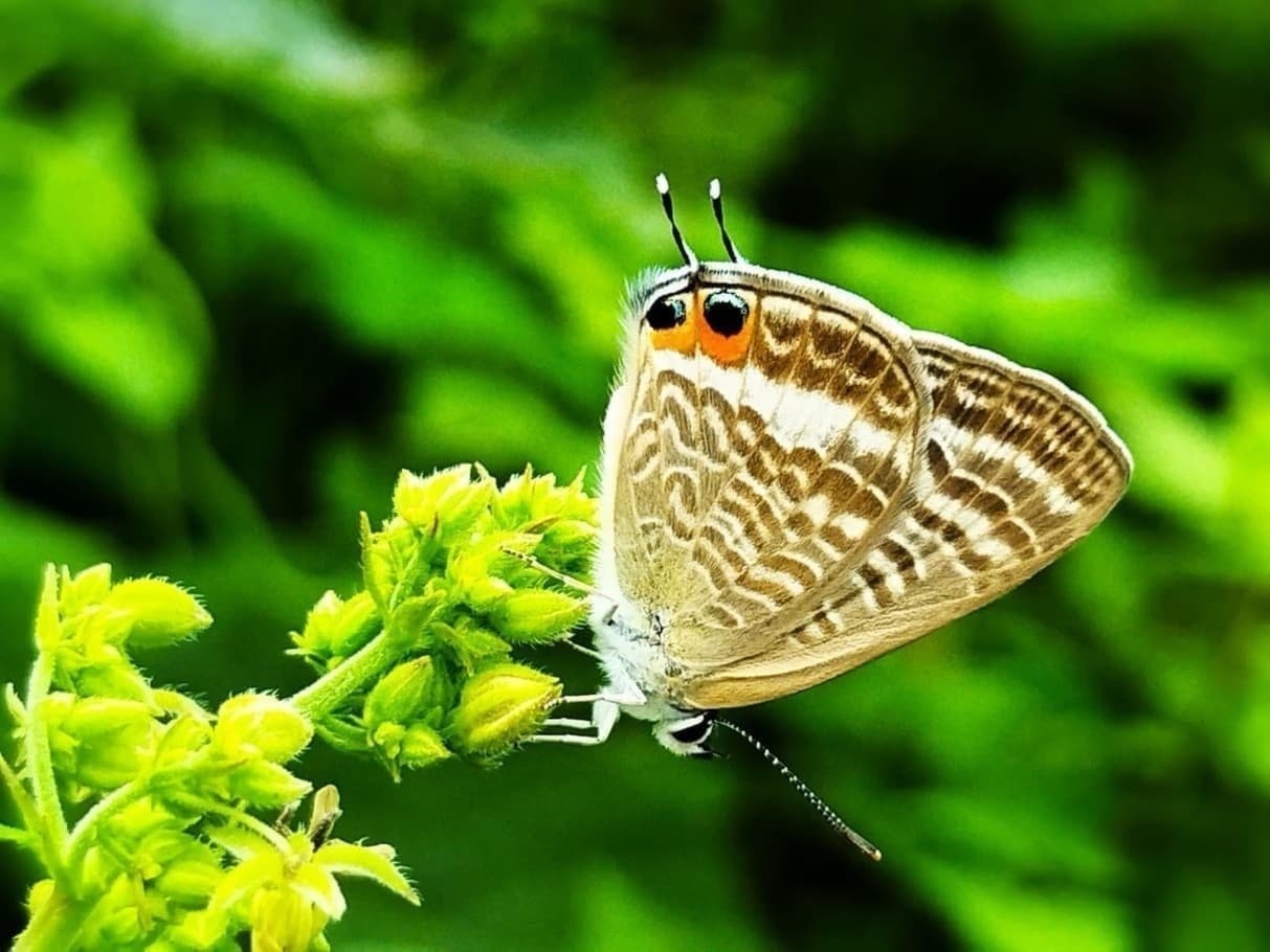 外国産蝶標本　タテハチョウ３種　シロモンコムラサキ・ミスジの仲間・ヒョウモン　Ａ－４ｅｘｓ　ロシア・沿海州　産　　　 2025年最新蝶の人気アイテム - メルカリ