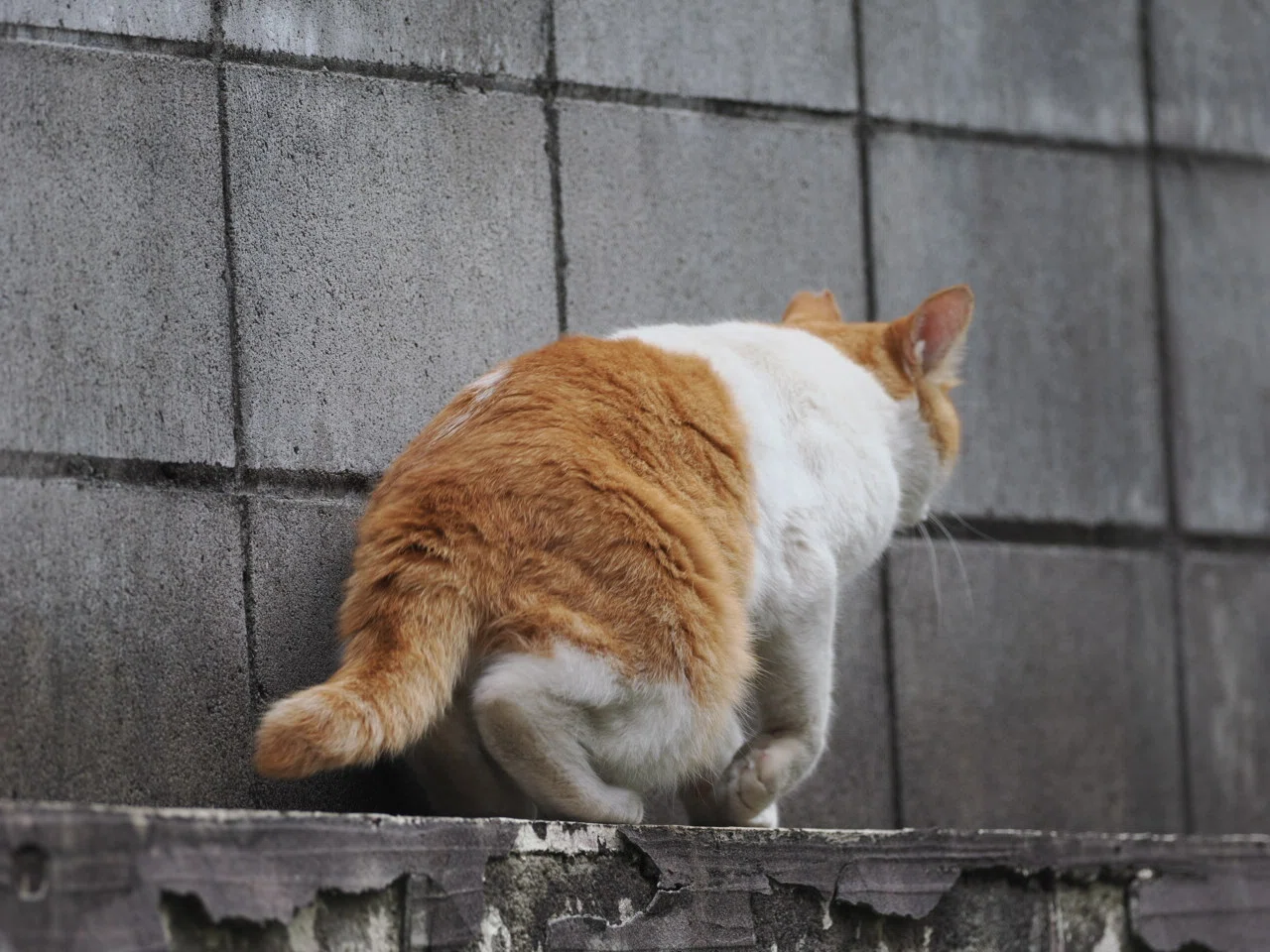 ニャンだよ？本当はこっちに降りたいんだよ｜こんとん