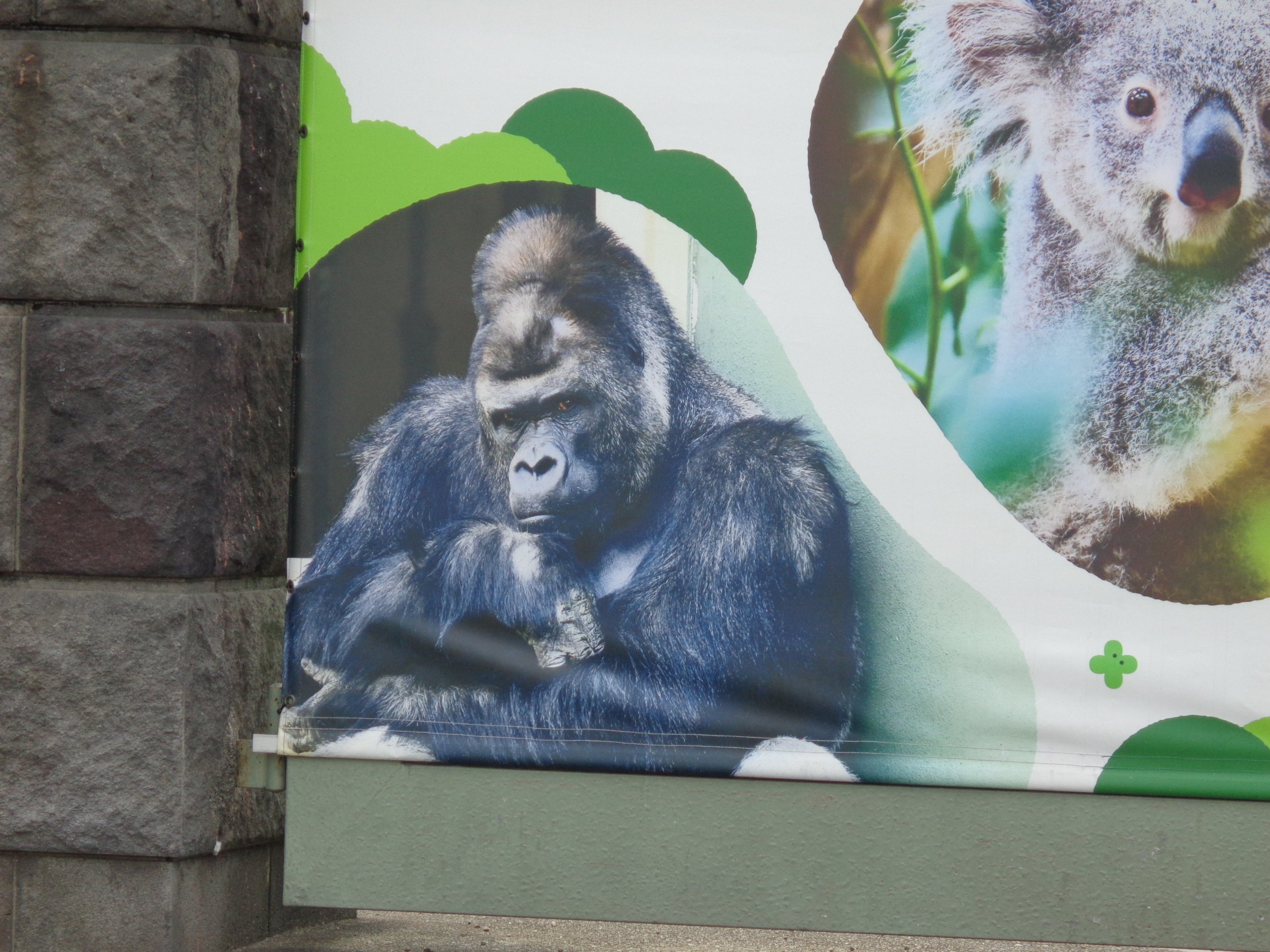 日本ゴリラ化計画】名古屋編2025夏①絶対に幸せになるんだよ、アニー