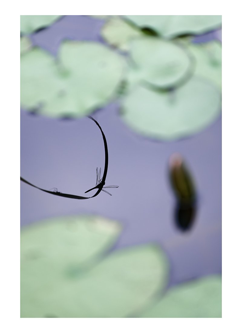 蜻蛉七題｜江口 敬｜写真家
